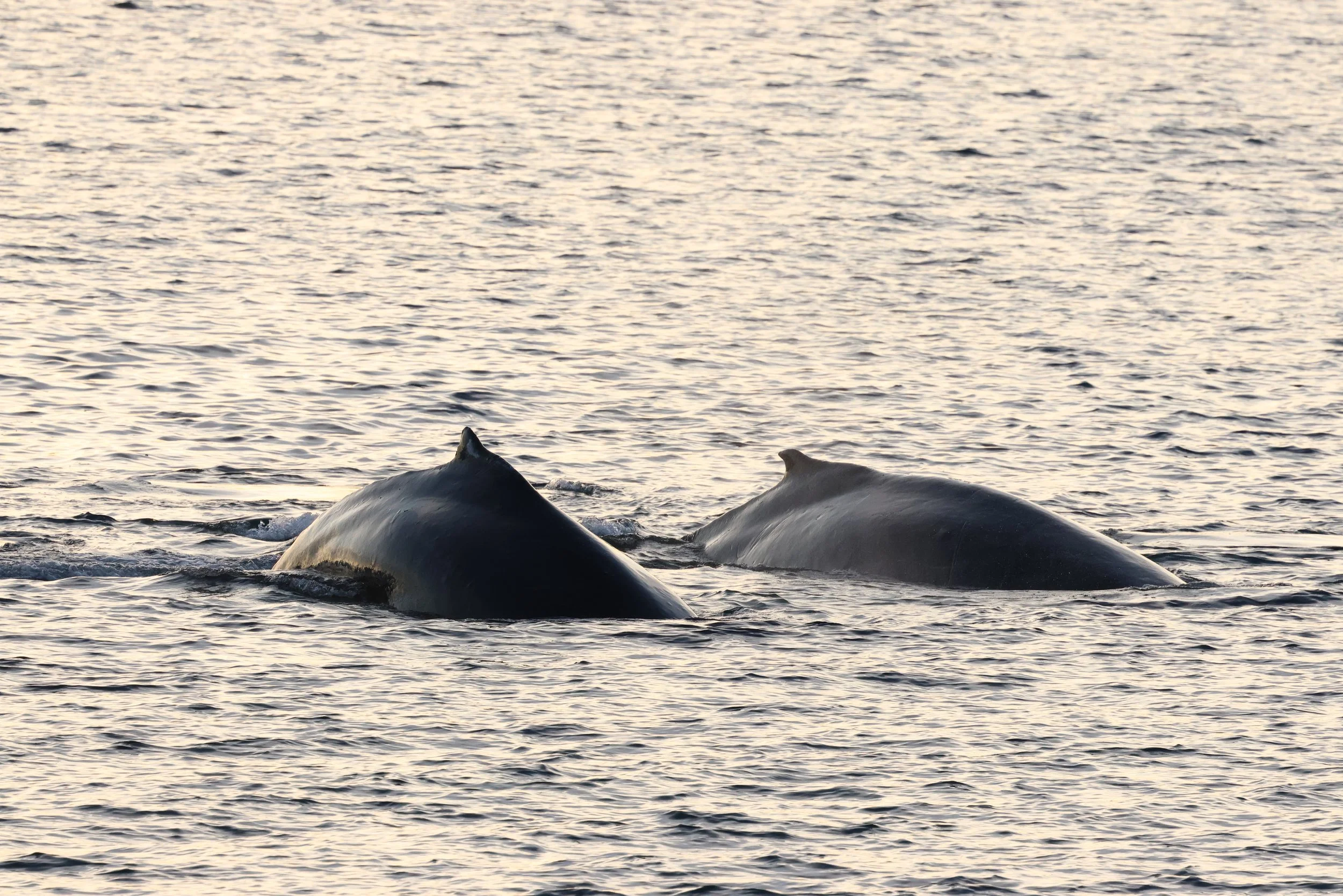 2025_12_21_1100_HOL_GISELA (137).JPG