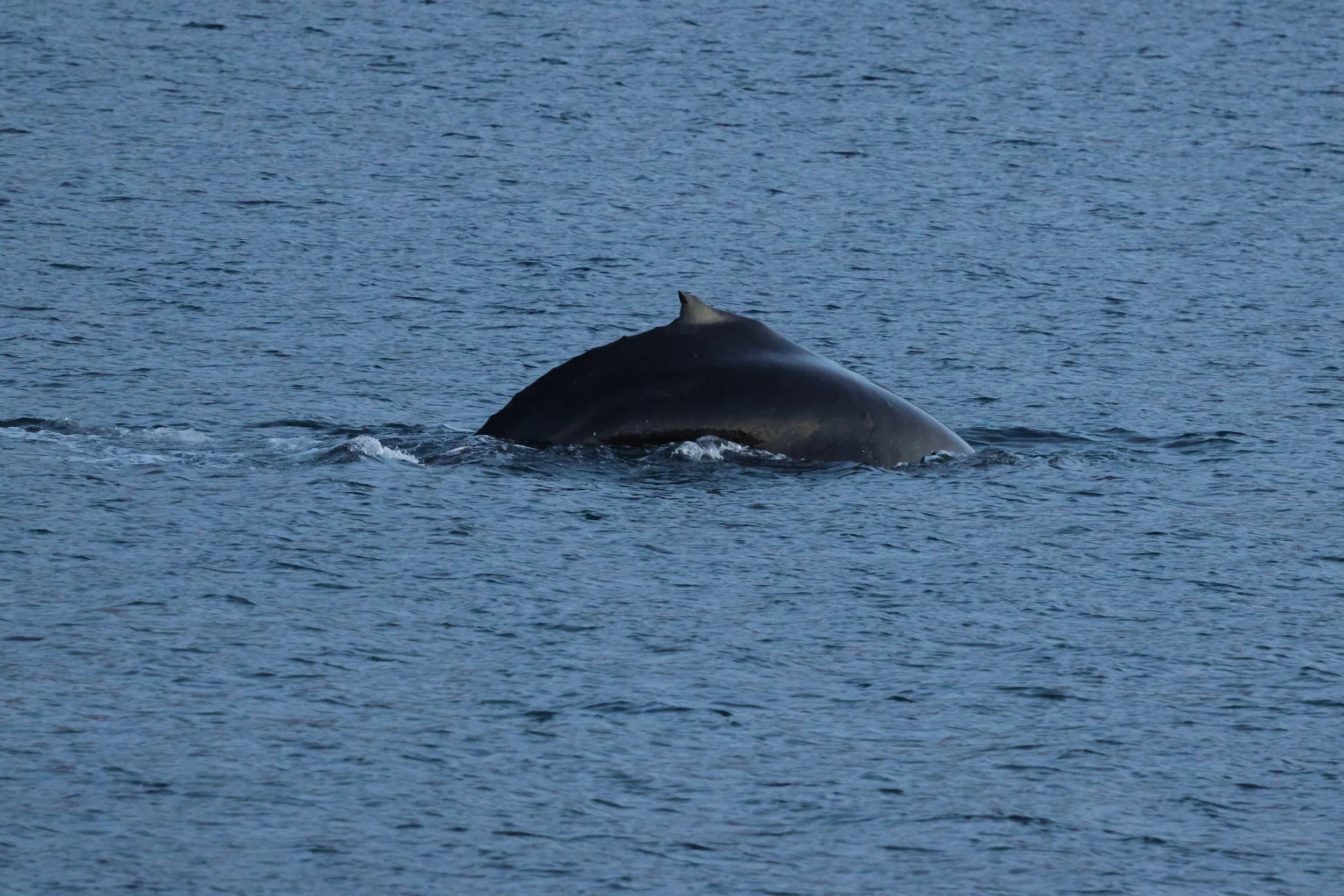 2025_12_22_1100_HOL_GISELA (34).JPG