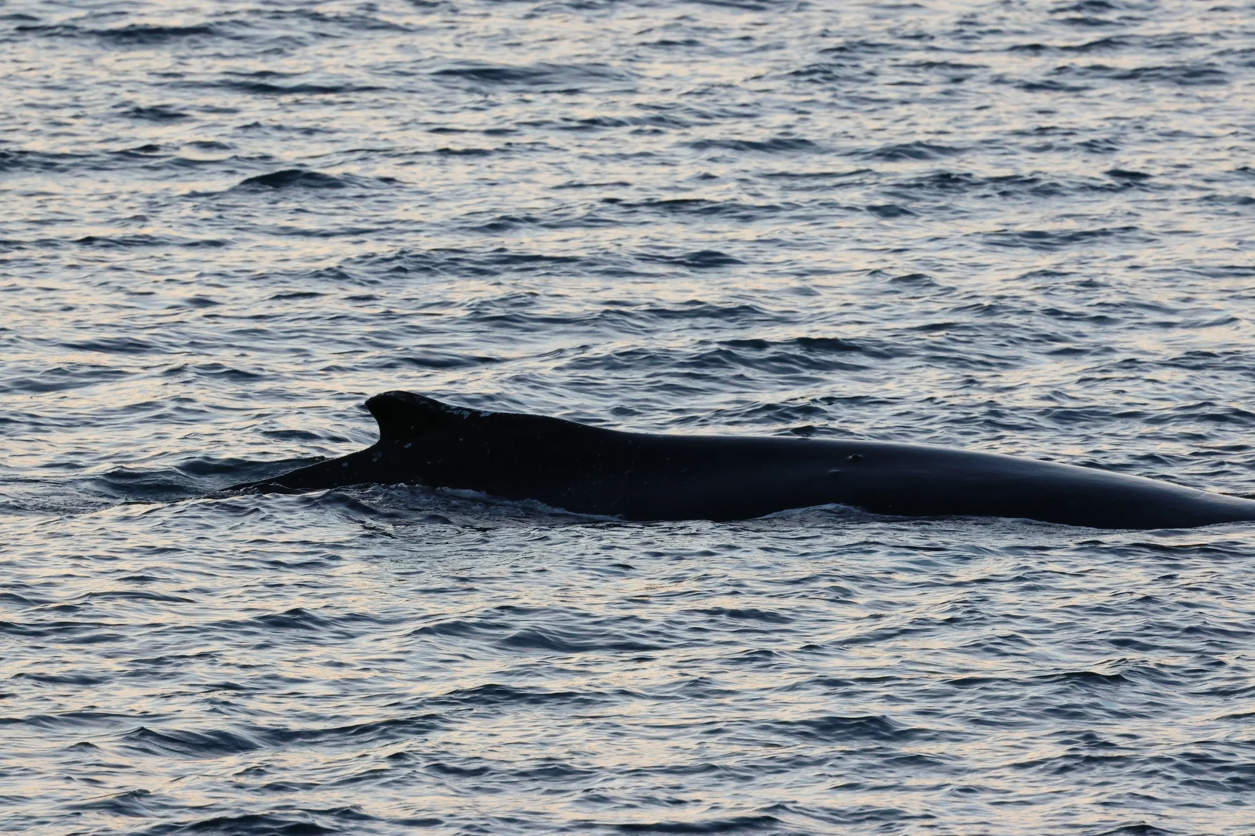 2025_12_22_1100_HOL_GISELA (39).JPG