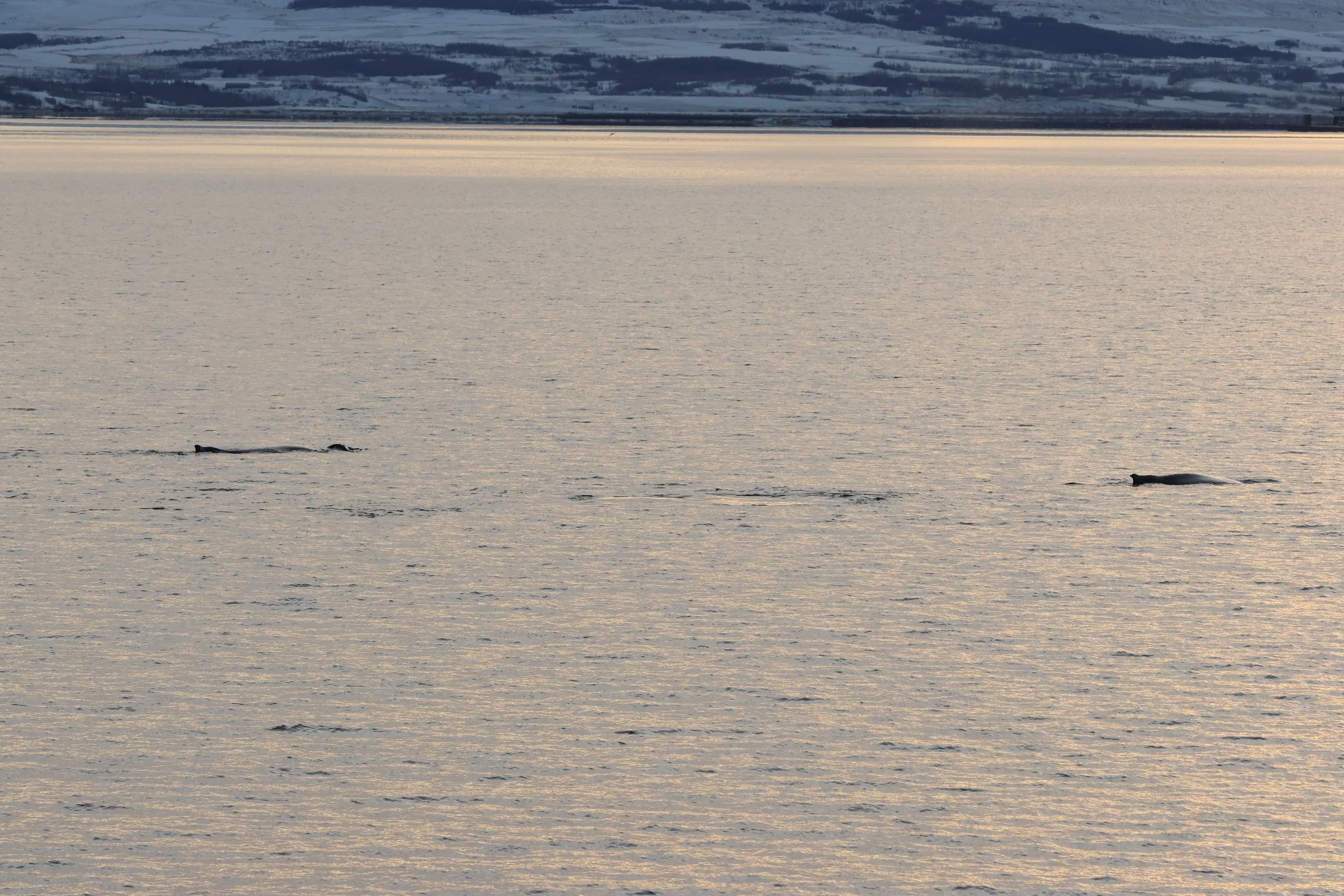 2025_12_22_1100_HOL_GISELA (63).JPG