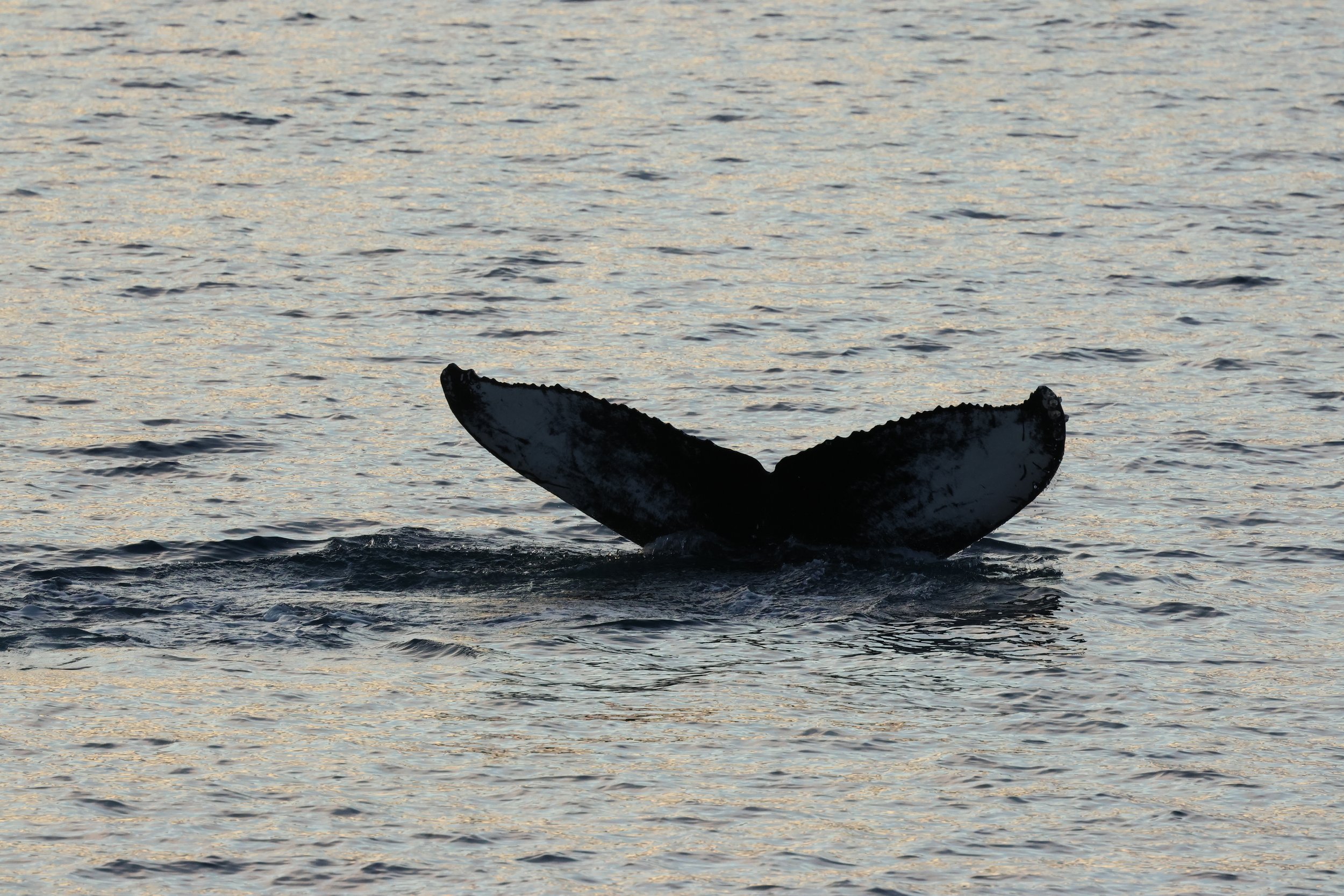 2025_12_22_1100_HOL_GISELA (71).JPG