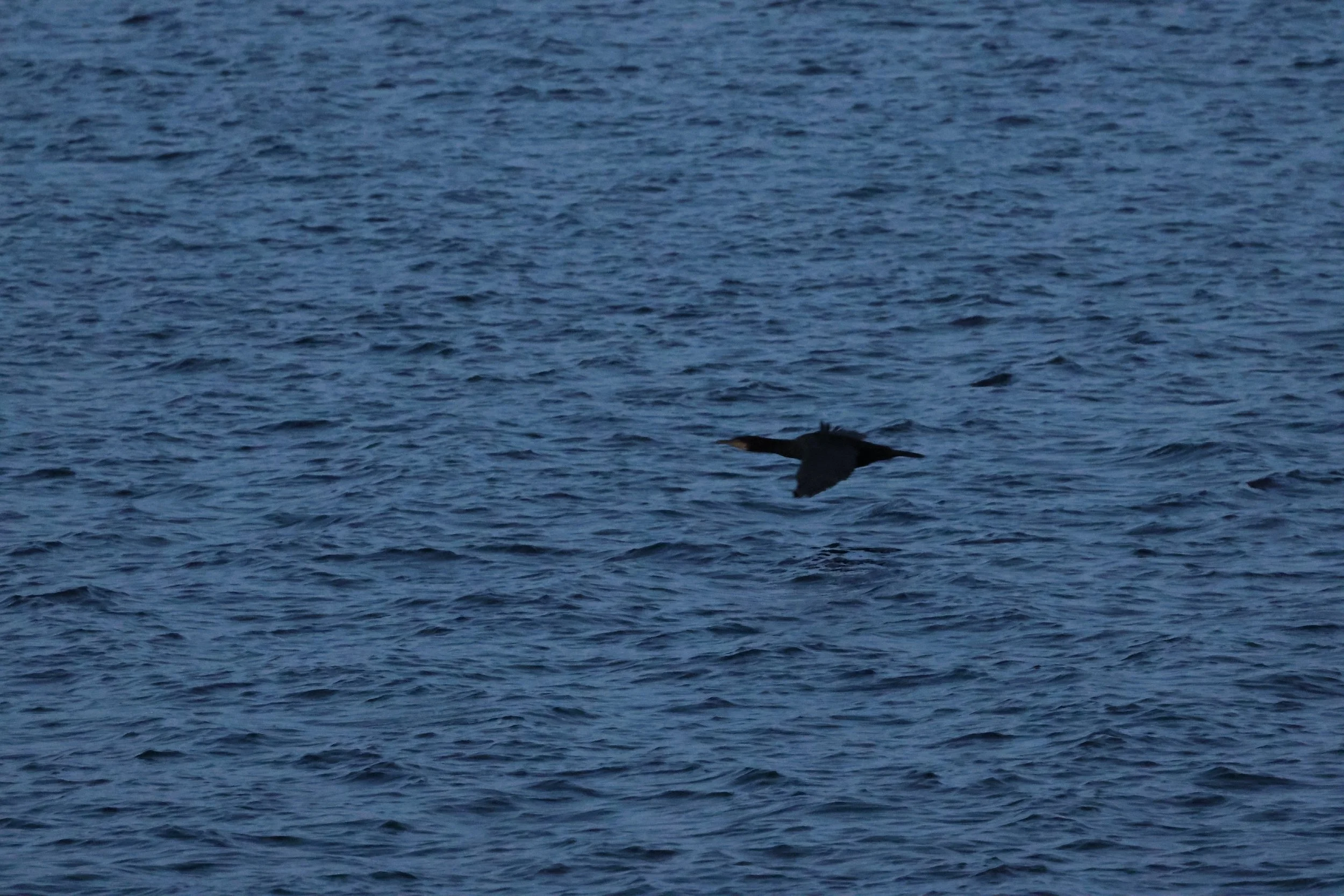 2025_12_22_1100_HOL_GISELA (3).JPG