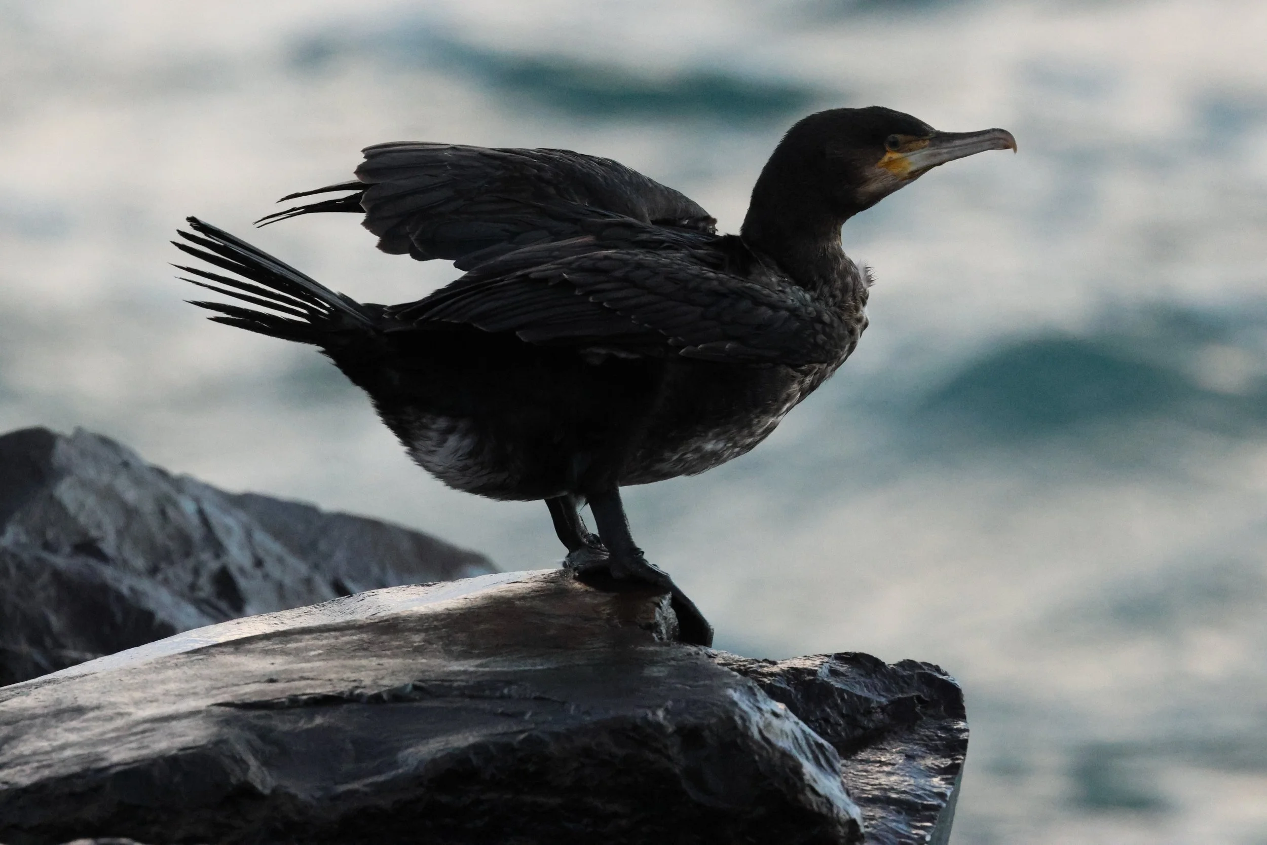 2025_12_24_1100_KON_GISELA (83).JPG