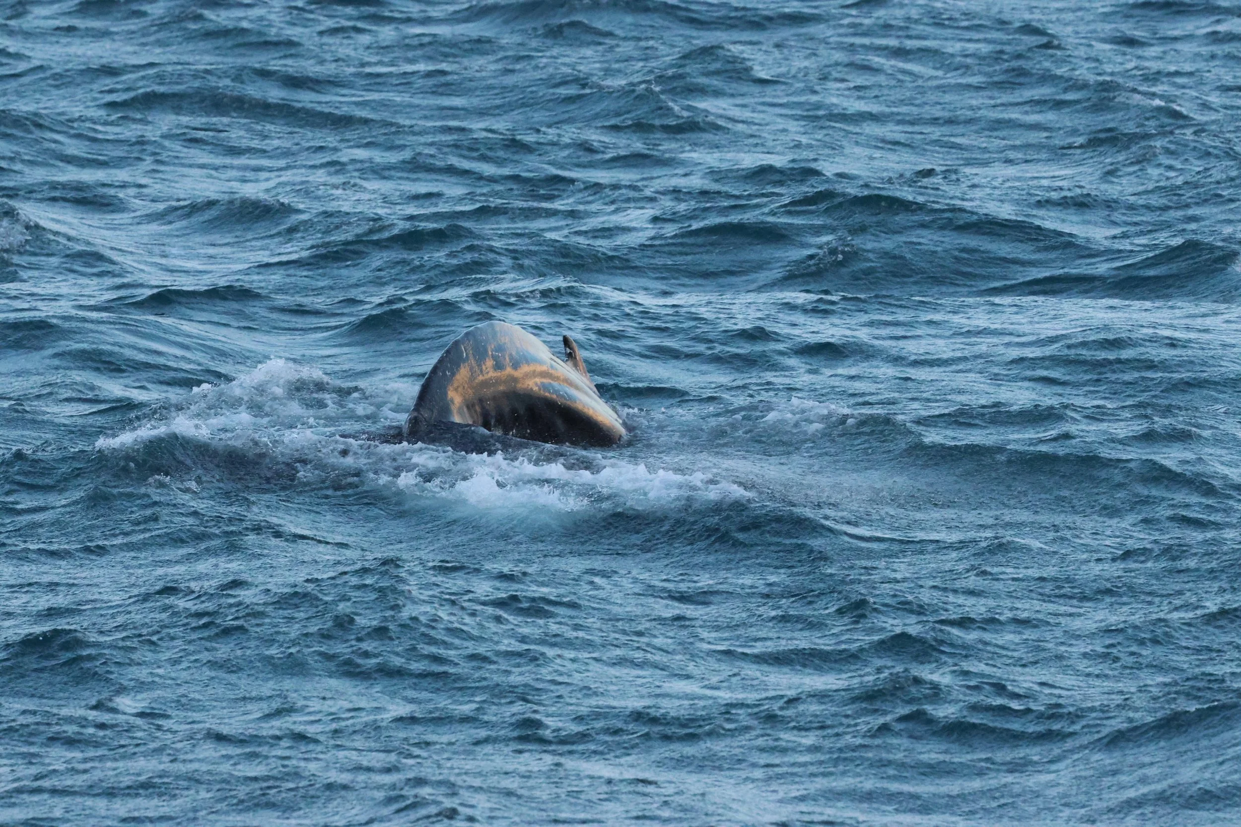 2025_12_24_1100_KON_GISELA (53).JPG