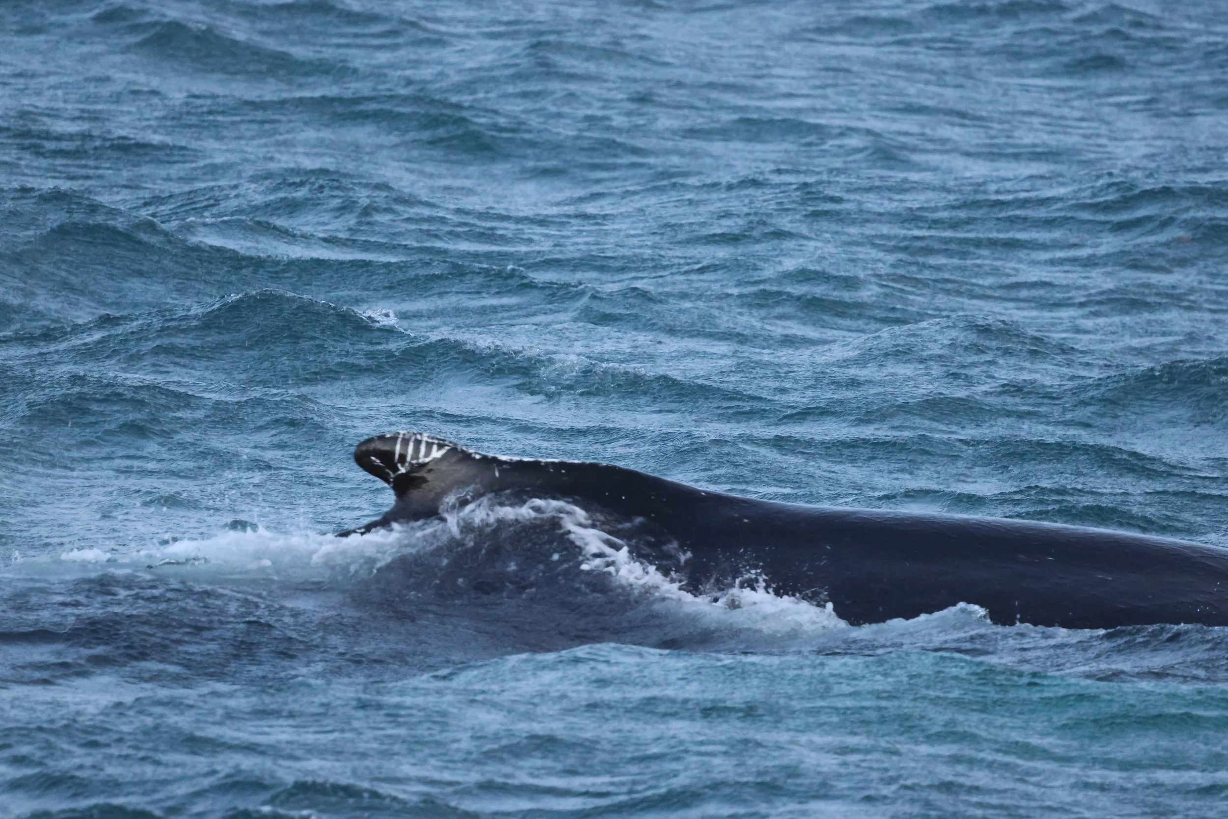 2025_12_24_1100_KON_GISELA (3).JPG