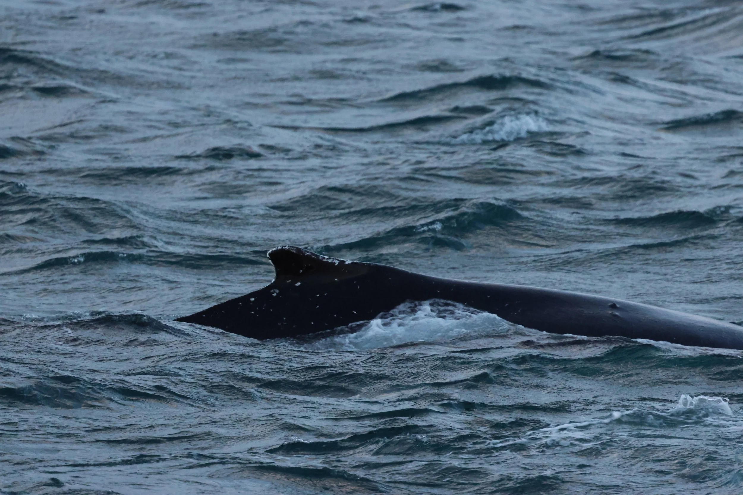 2025_12_24_1100_KON_GISELA (44).JPG