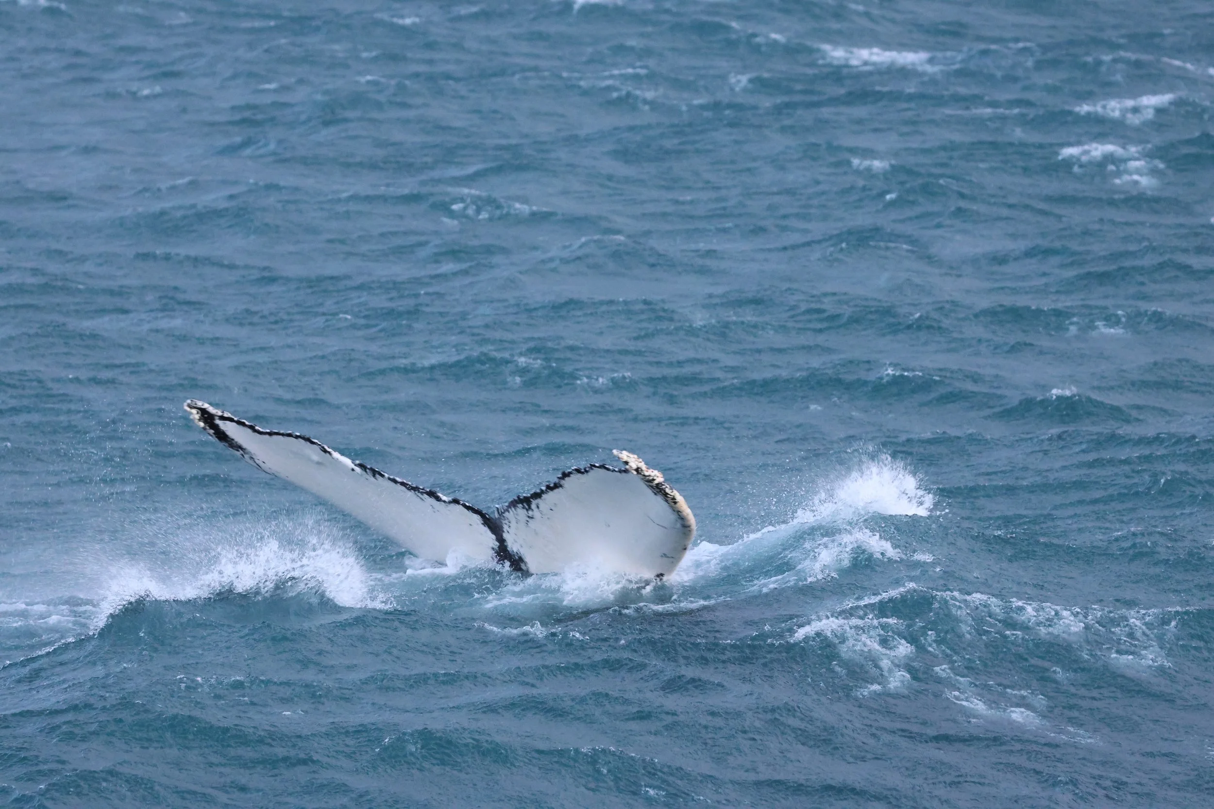 2025_12_24_1100_KON_GISELA (10).JPG