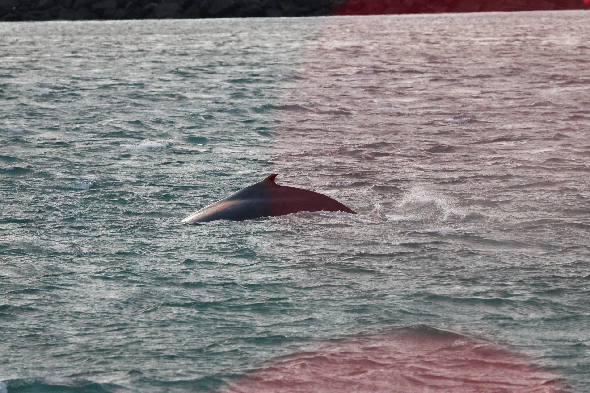 2025_12_25_1100_KON_GISELA (97).JPG