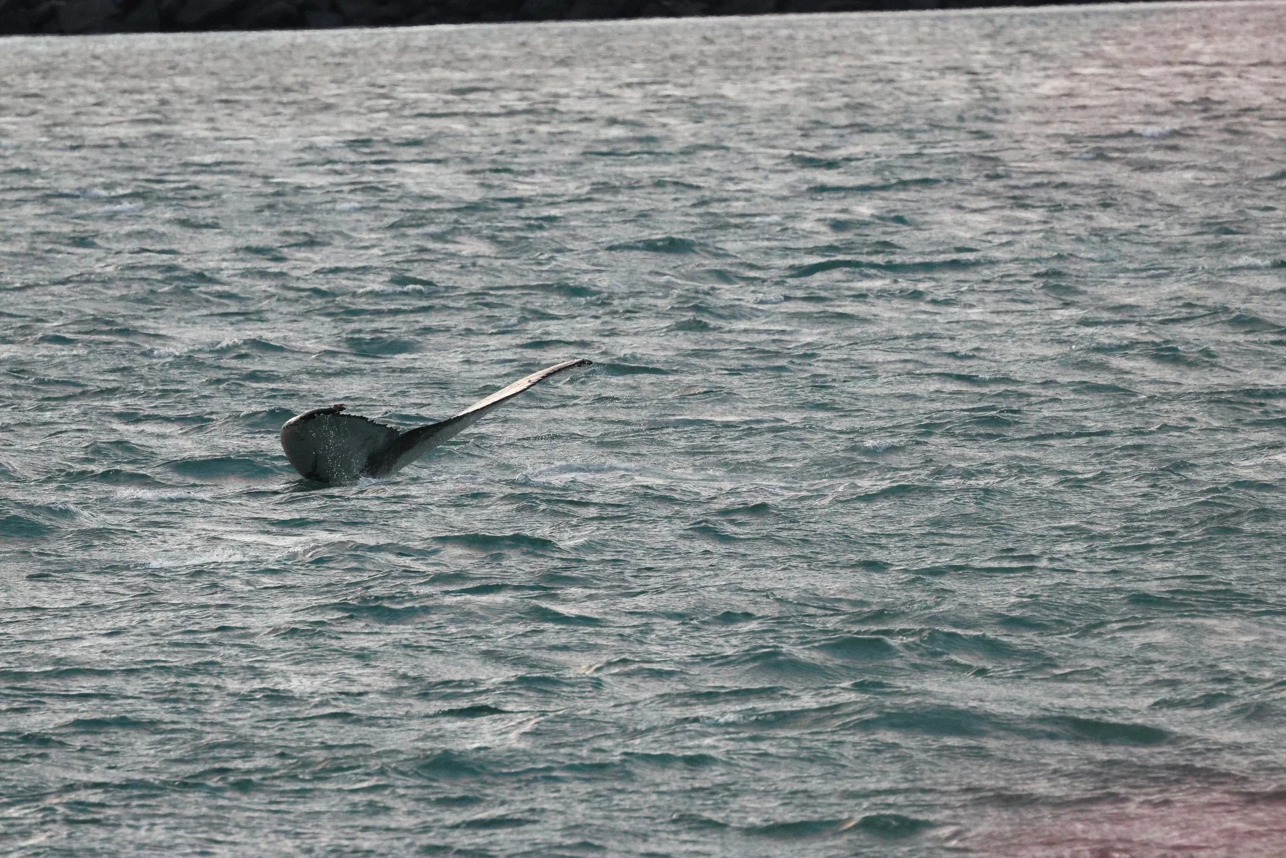 2025_12_25_1100_KON_GISELA (102).JPG