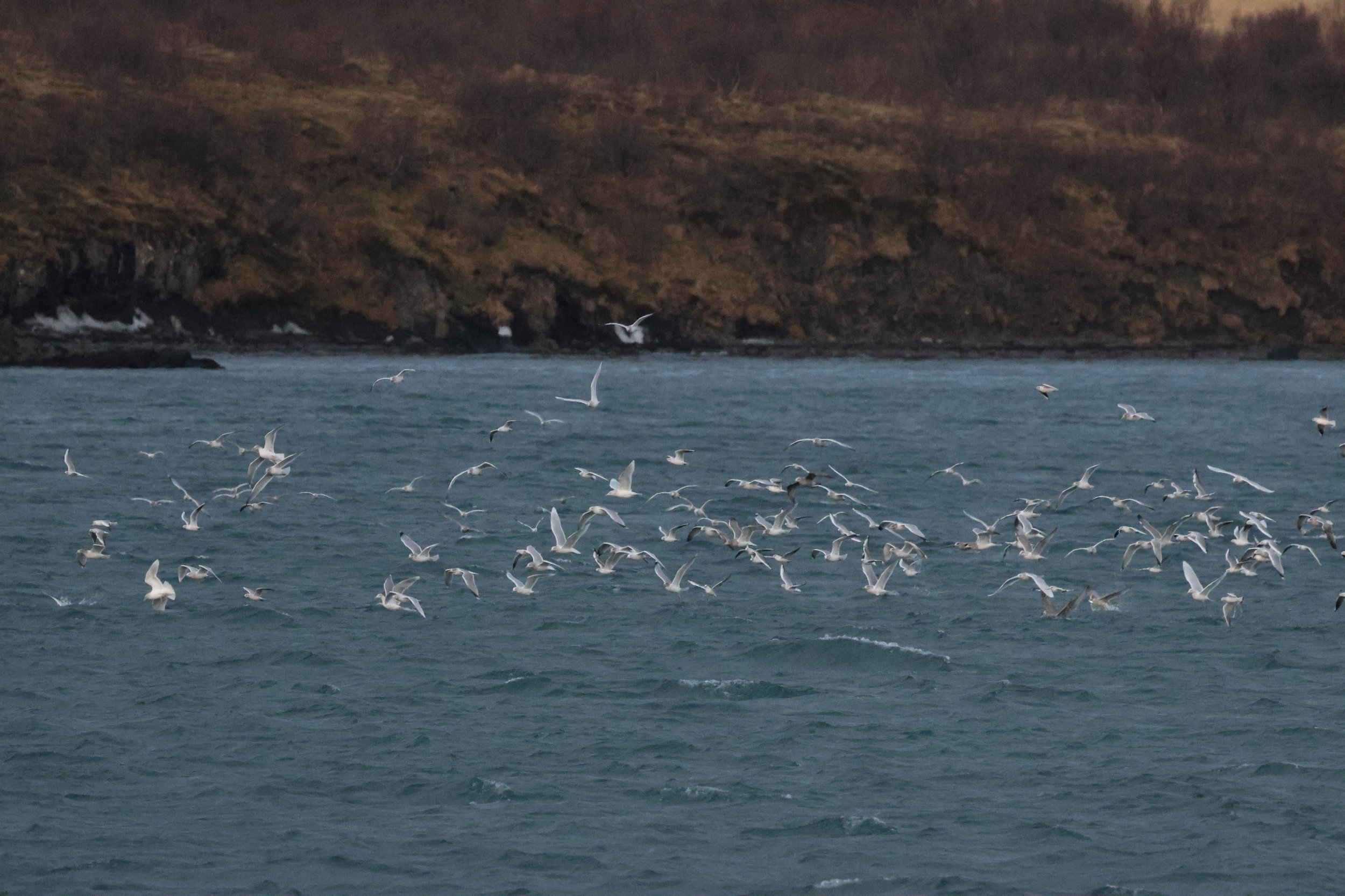 2025_12_25_1100_KON_GISELA (65).JPG