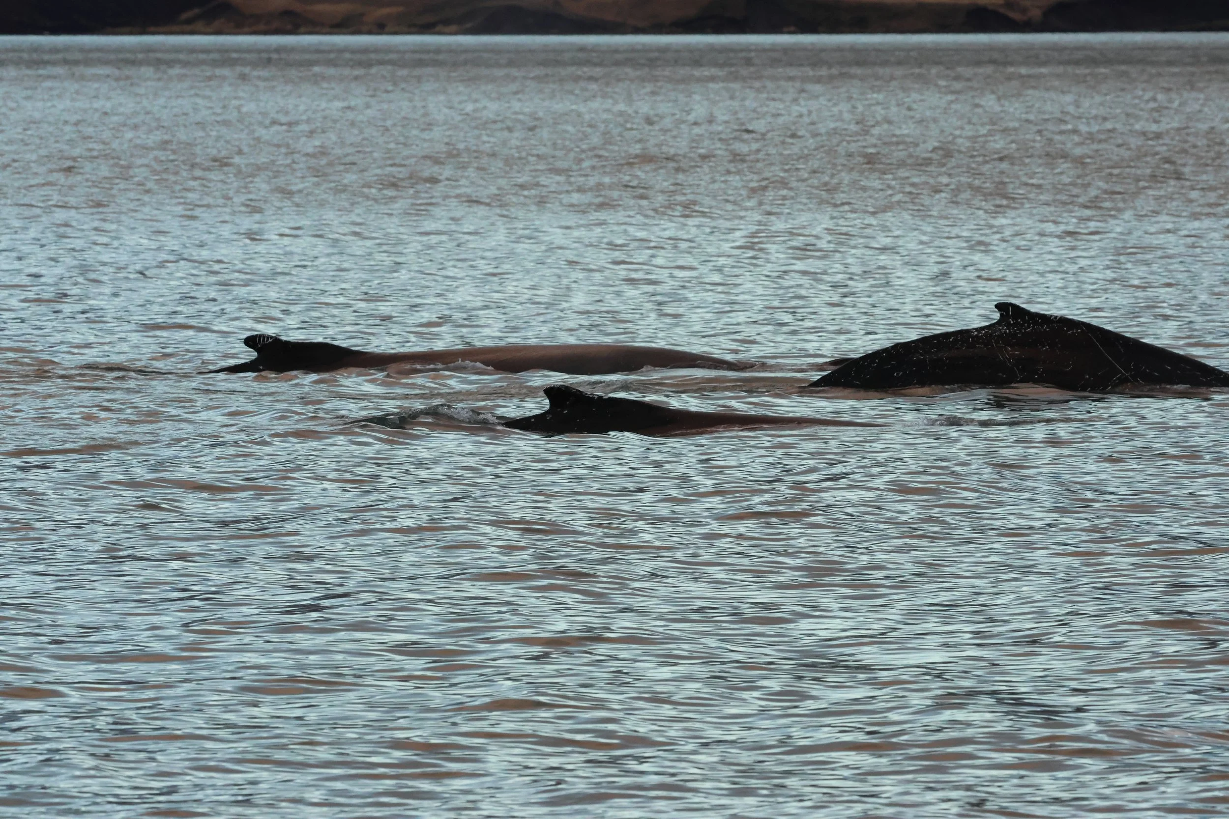 2025_12_25_1100_KON_GISELA (139).JPG