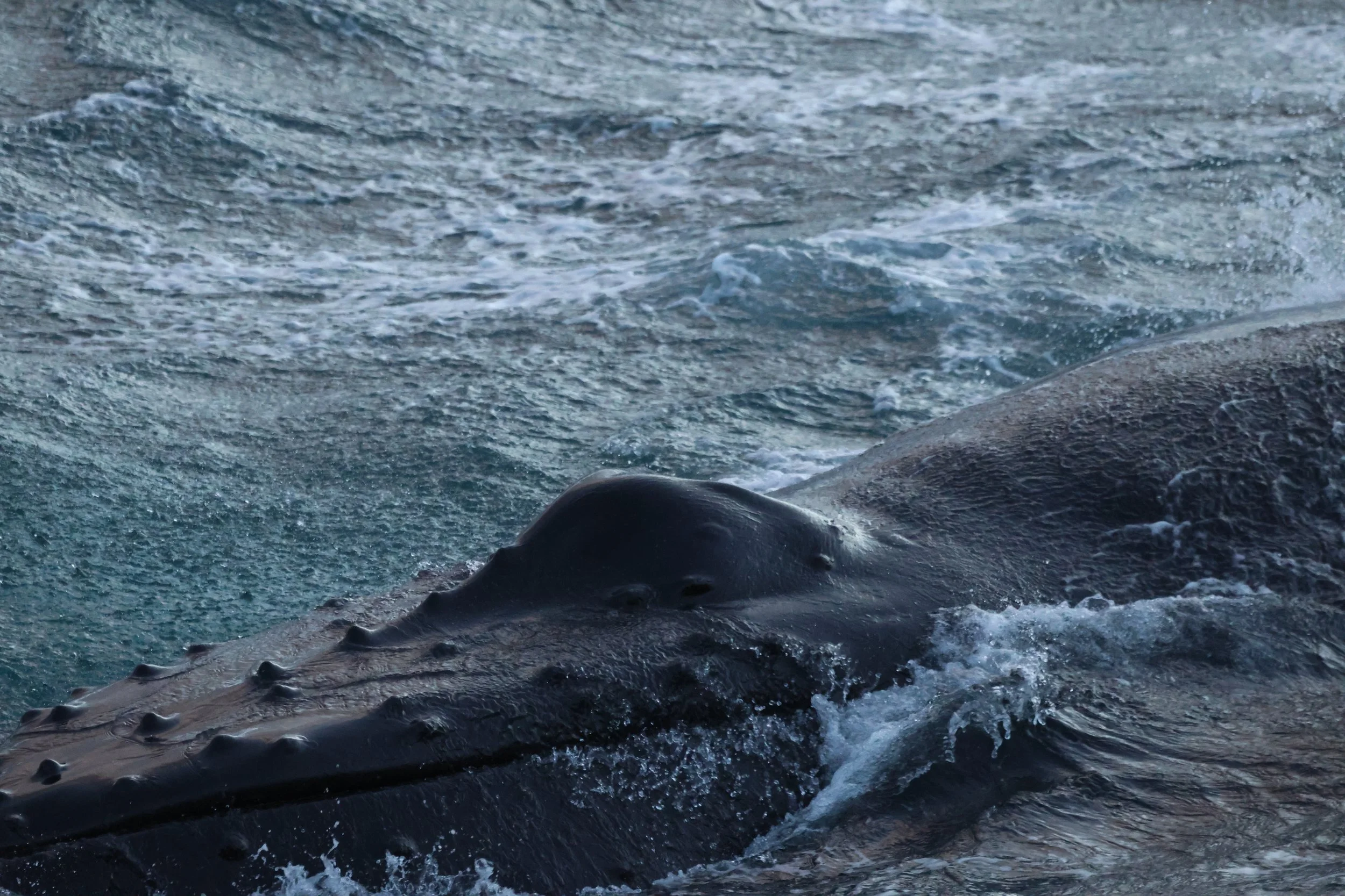 2025_12_26_1100_HOL_JACOB (23).JPG