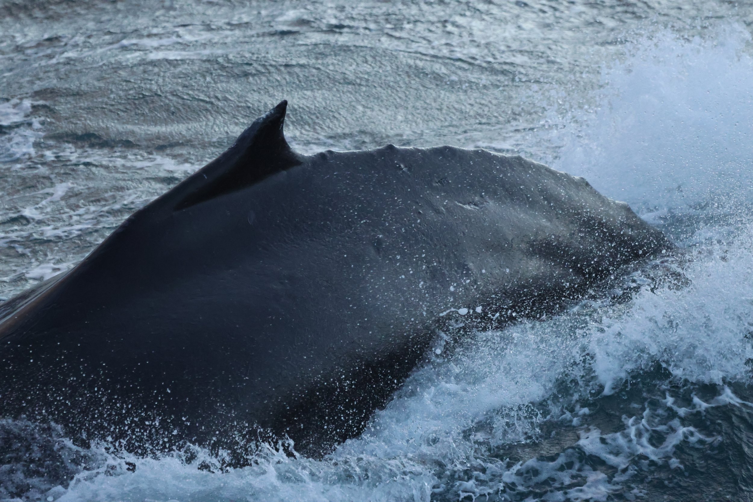 2025_12_26_1100_HOL_JACOB (26).JPG