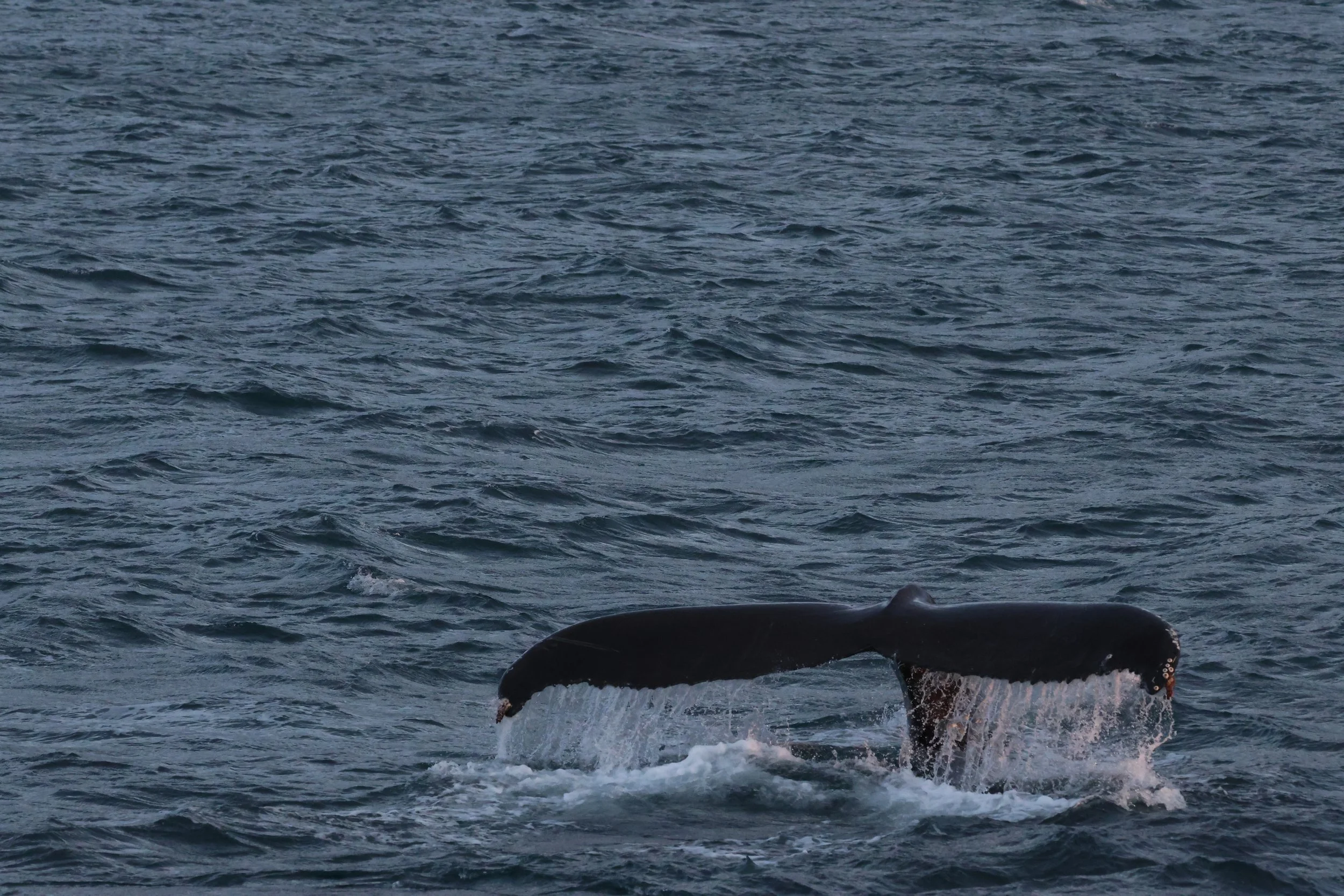 2025_12_27_1100_KON_GISELA (49).JPG