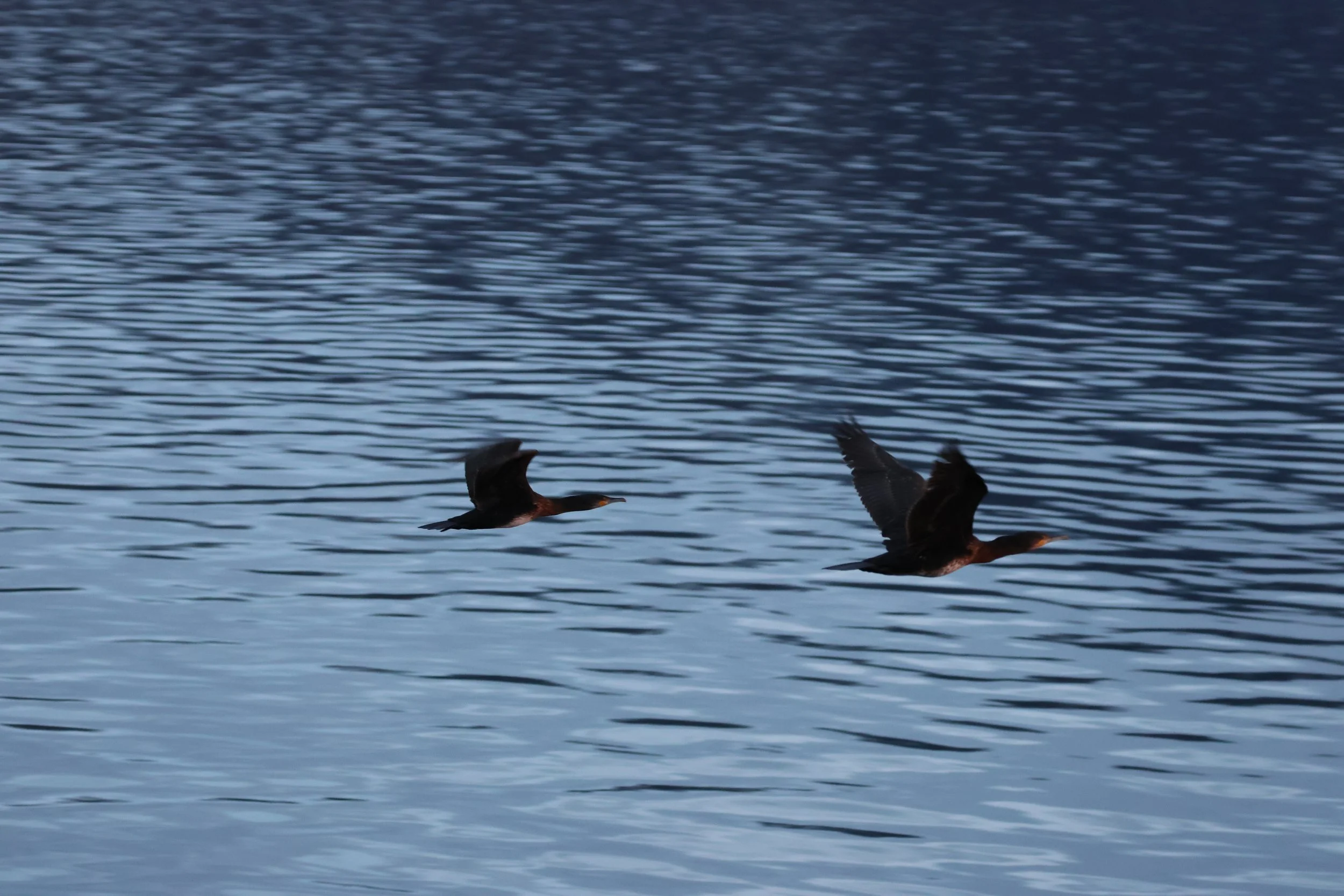 2025_12_28_1100_HOL_GISELA (5).JPG