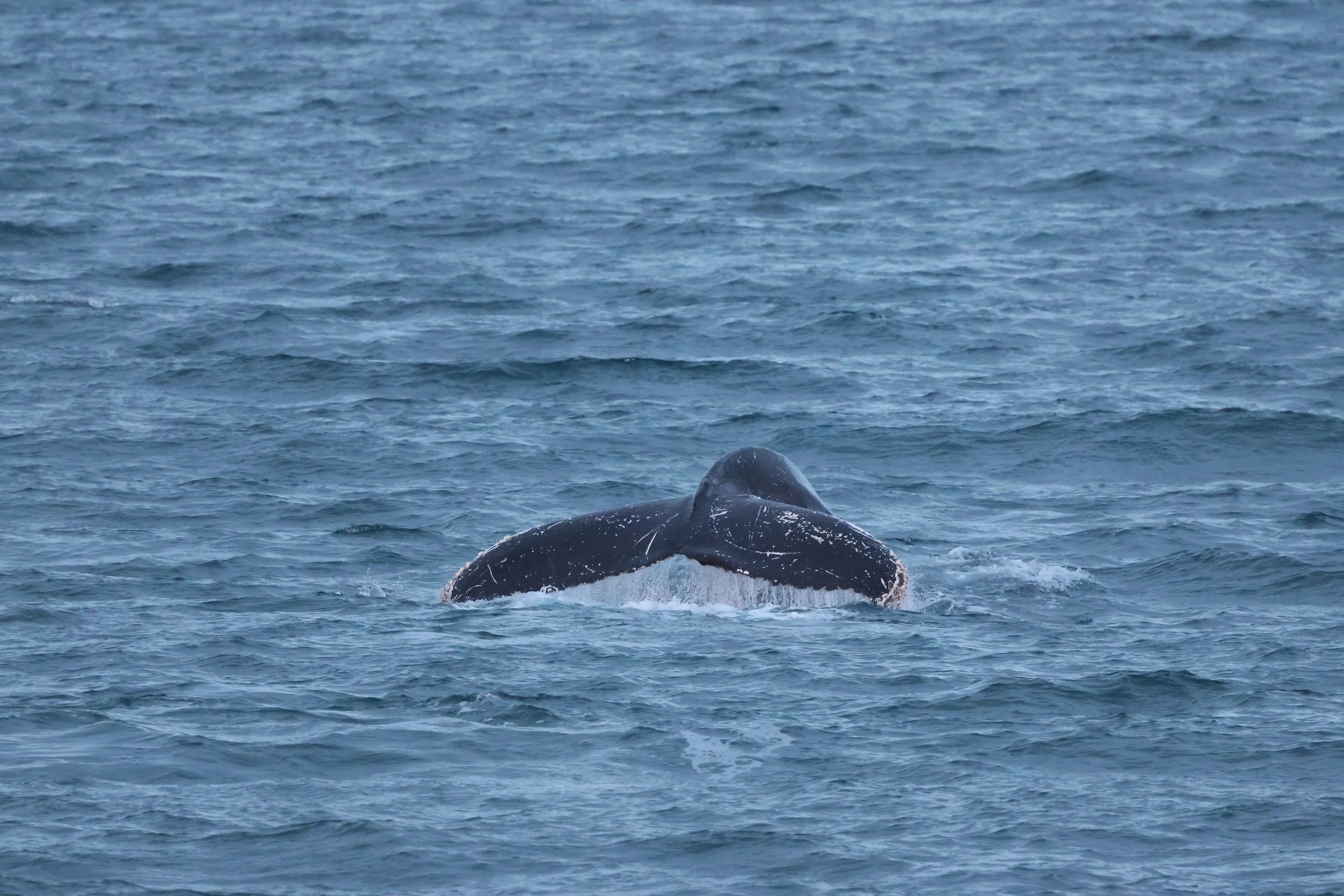 2025_12_28_1100_HOL_GISELA (17).JPG