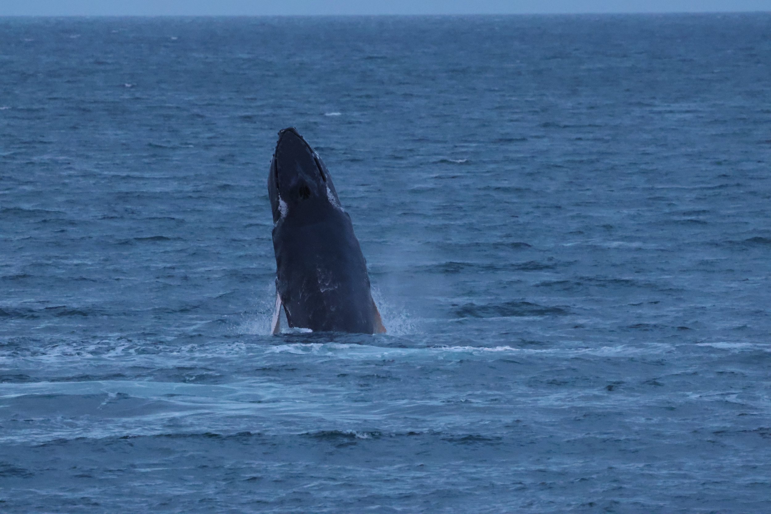 2025_12_28_1100_HOL_GISELA (36).JPG