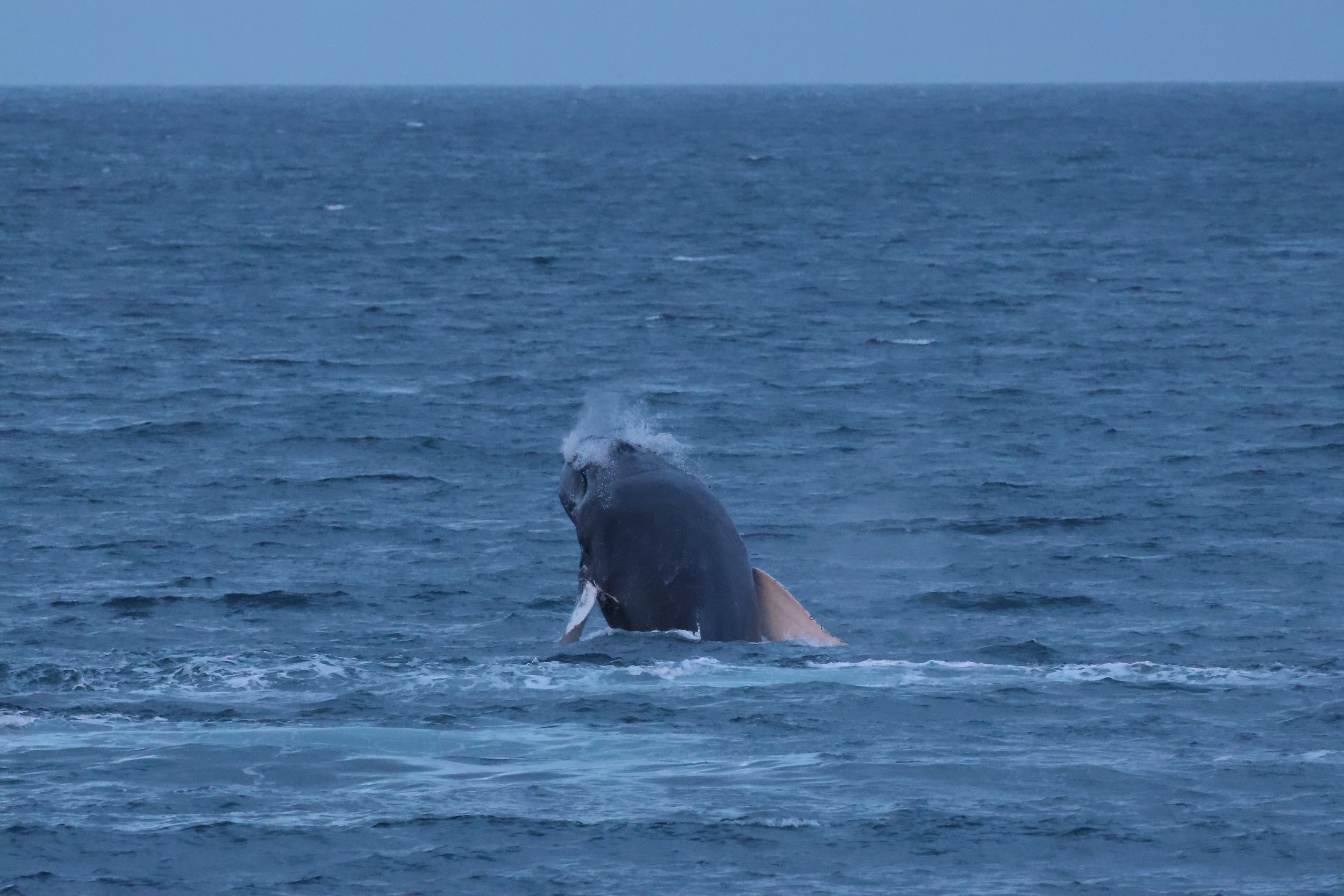 2025_12_28_1100_HOL_GISELA (37).JPG