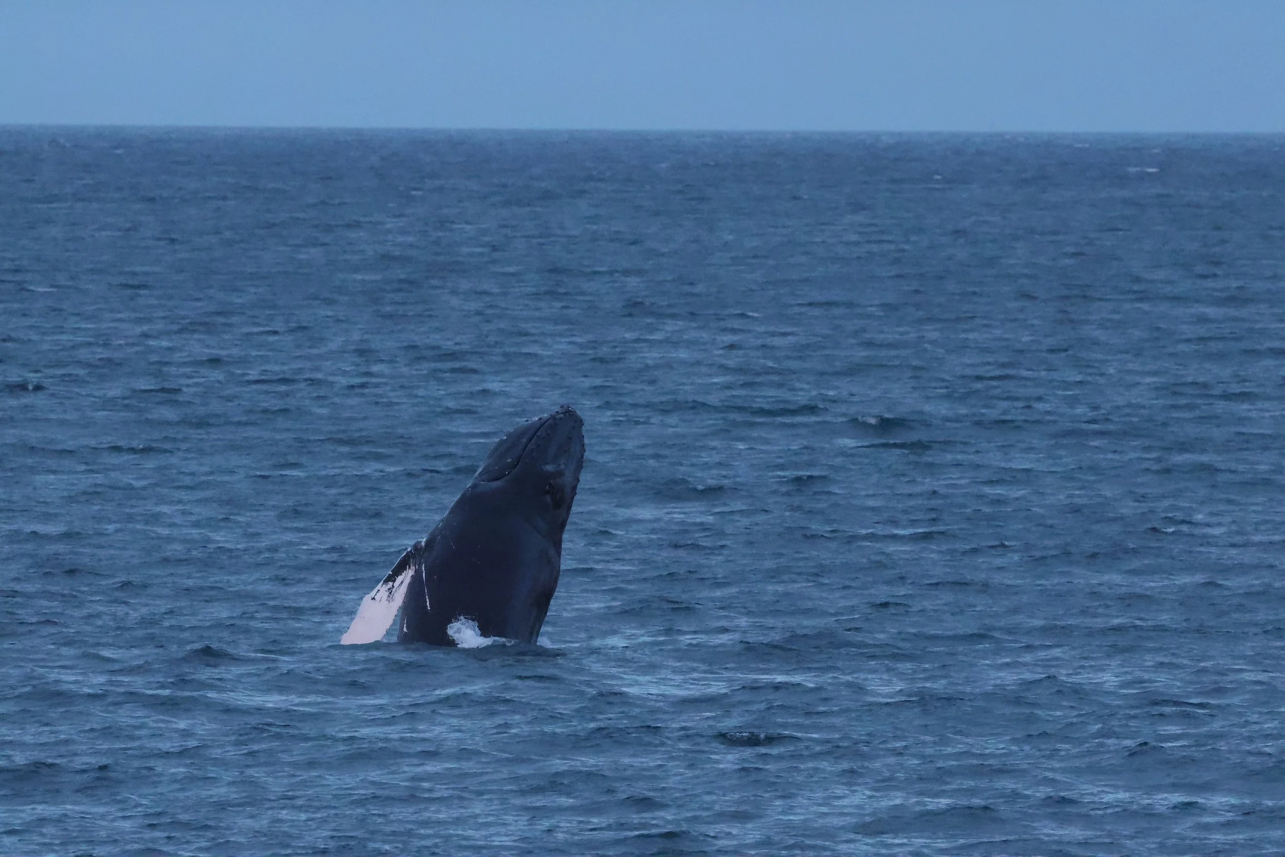 2025_12_28_1100_HOL_GISELA (43).JPG