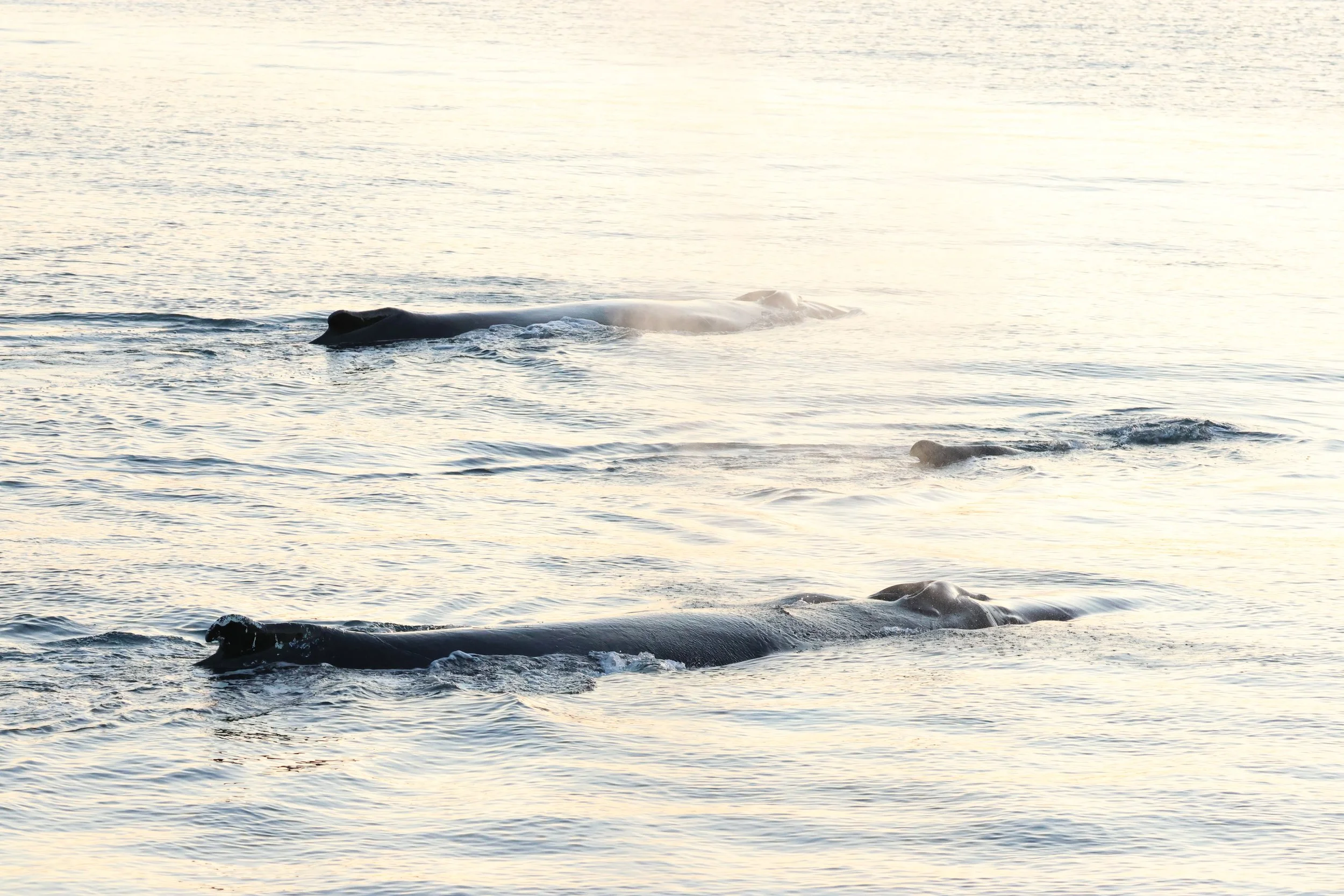 2025_12_29_1100_HOL_GISELA (31).JPG