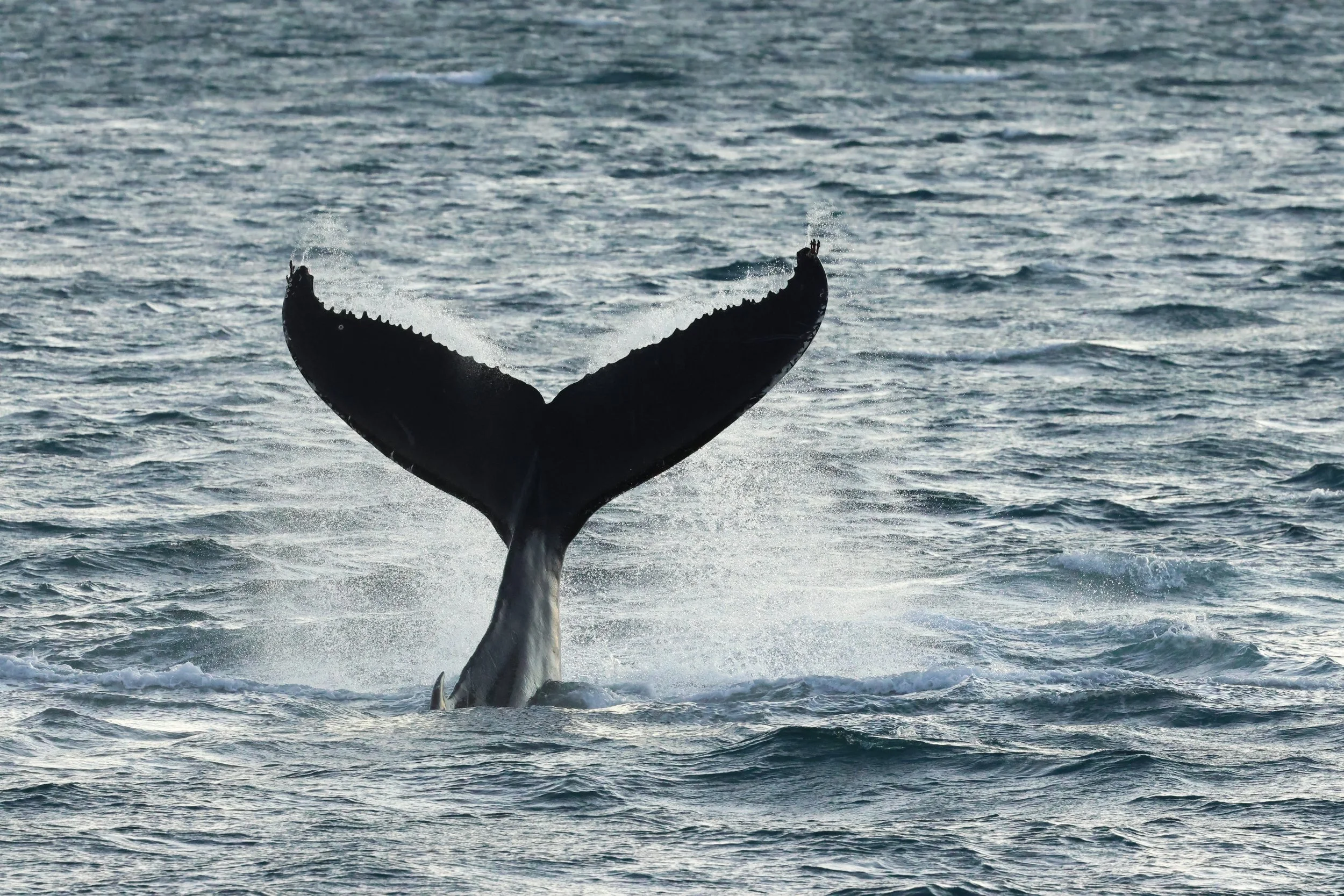 2025_12_30_1100_KON_GISELA (30).JPG