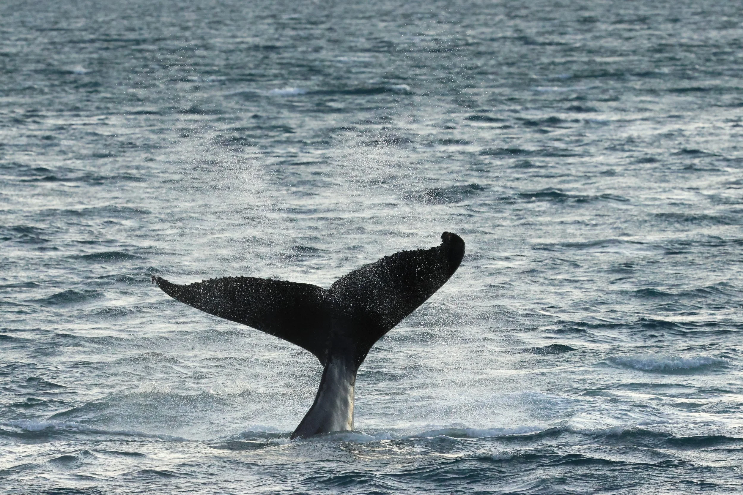 2025_12_30_1100_KON_GISELA (31).JPG