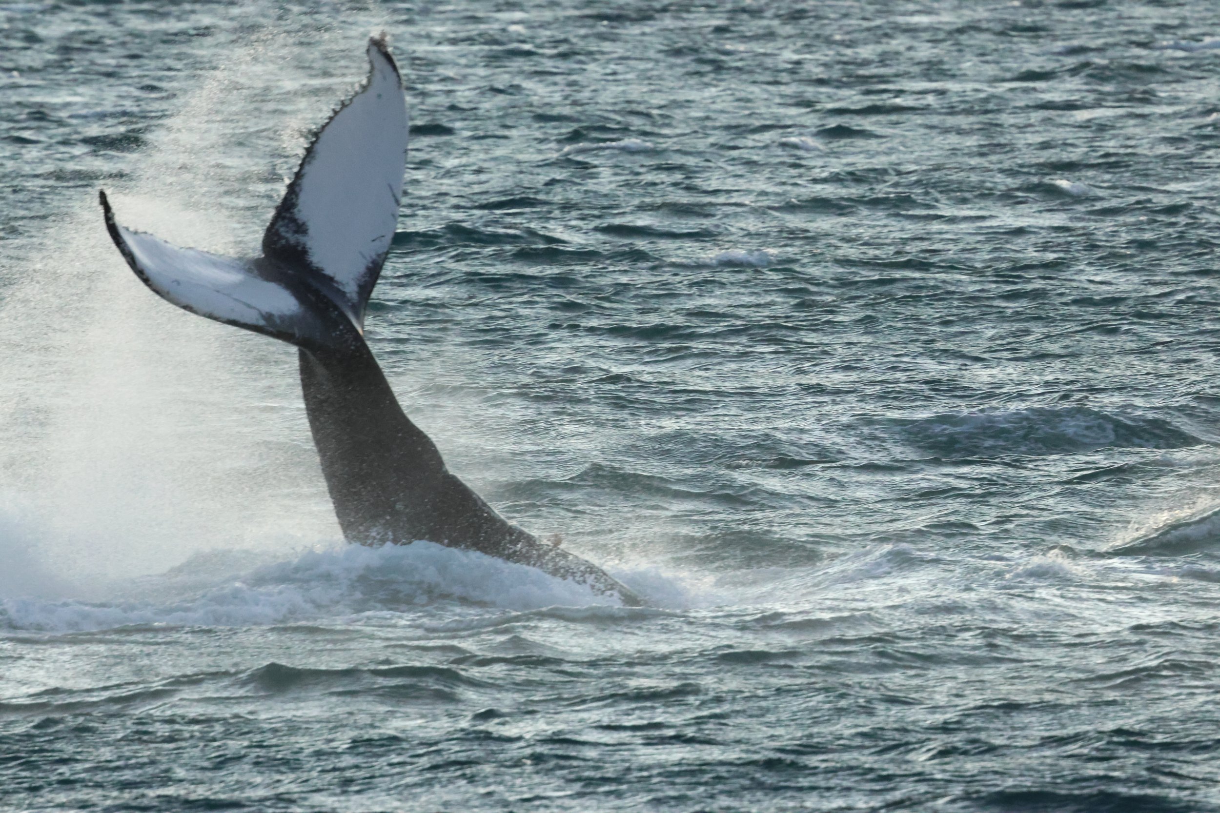 2025_12_30_1100_KON_GISELA (74).JPG