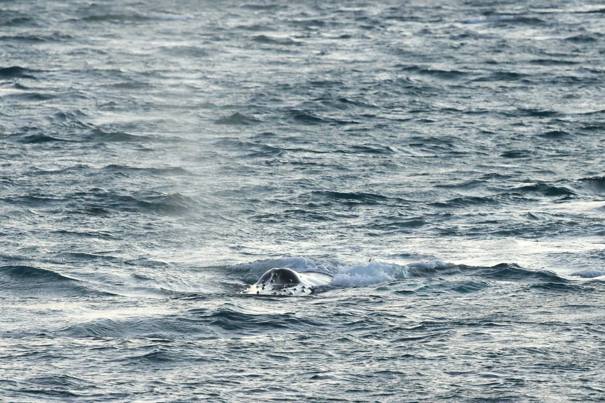 2025_12_30_1100_KON_GISELA (32).JPG