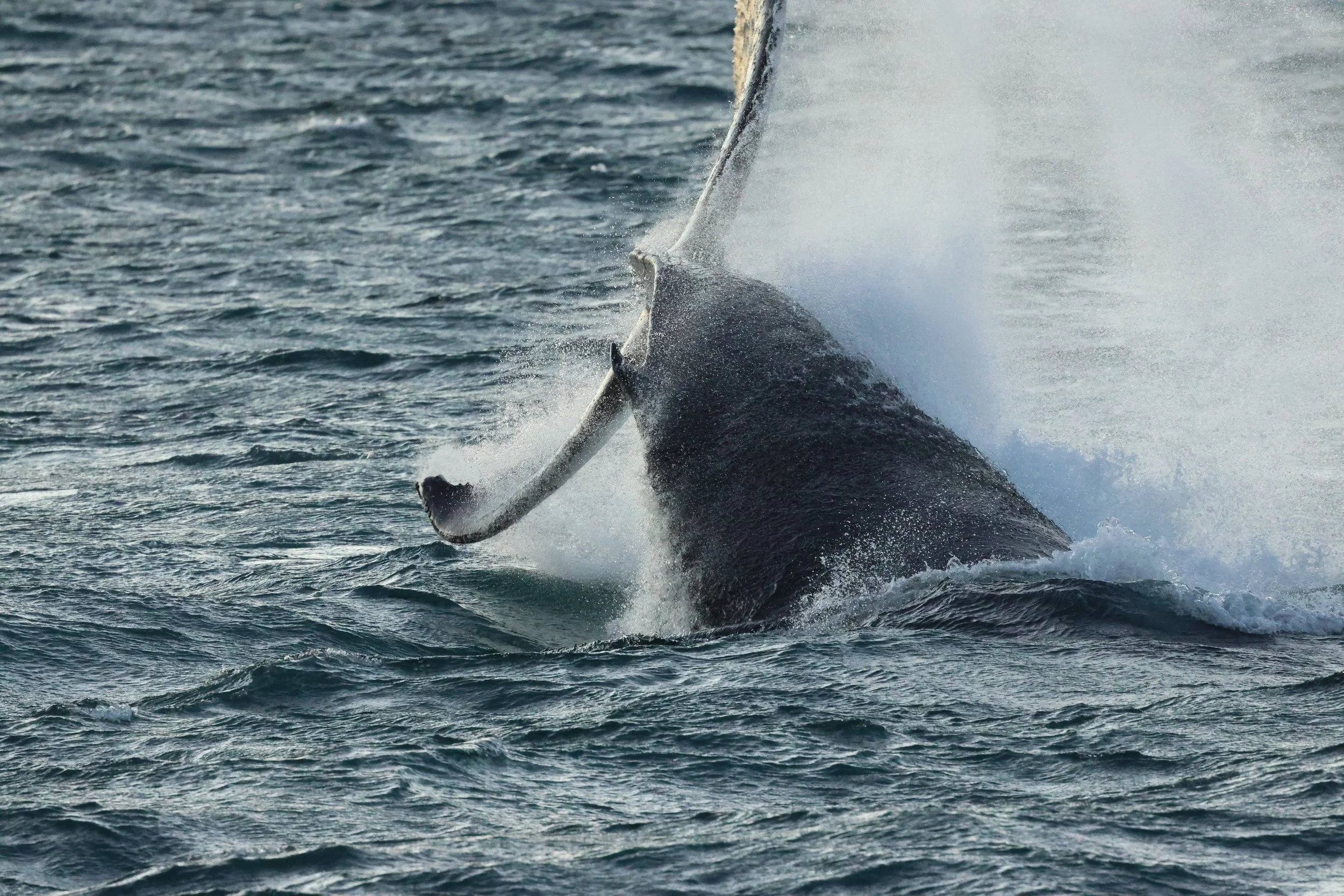 2025_12_30_1100_KON_GISELA (80).JPG