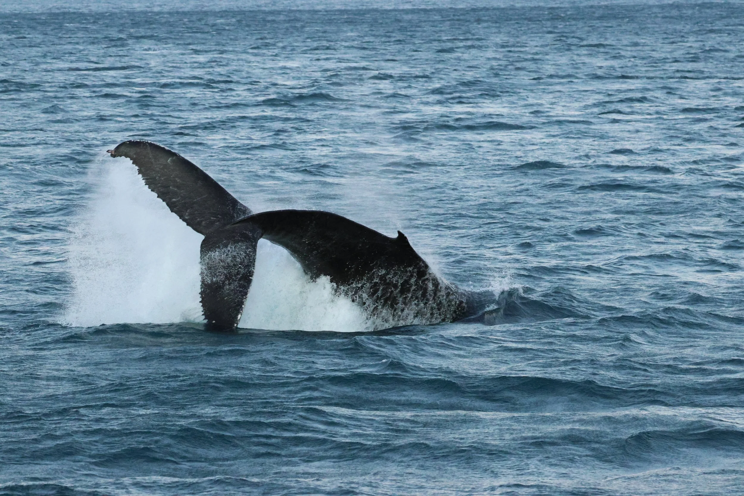 2025_12_30_1100_KON_GISELA (120).JPG