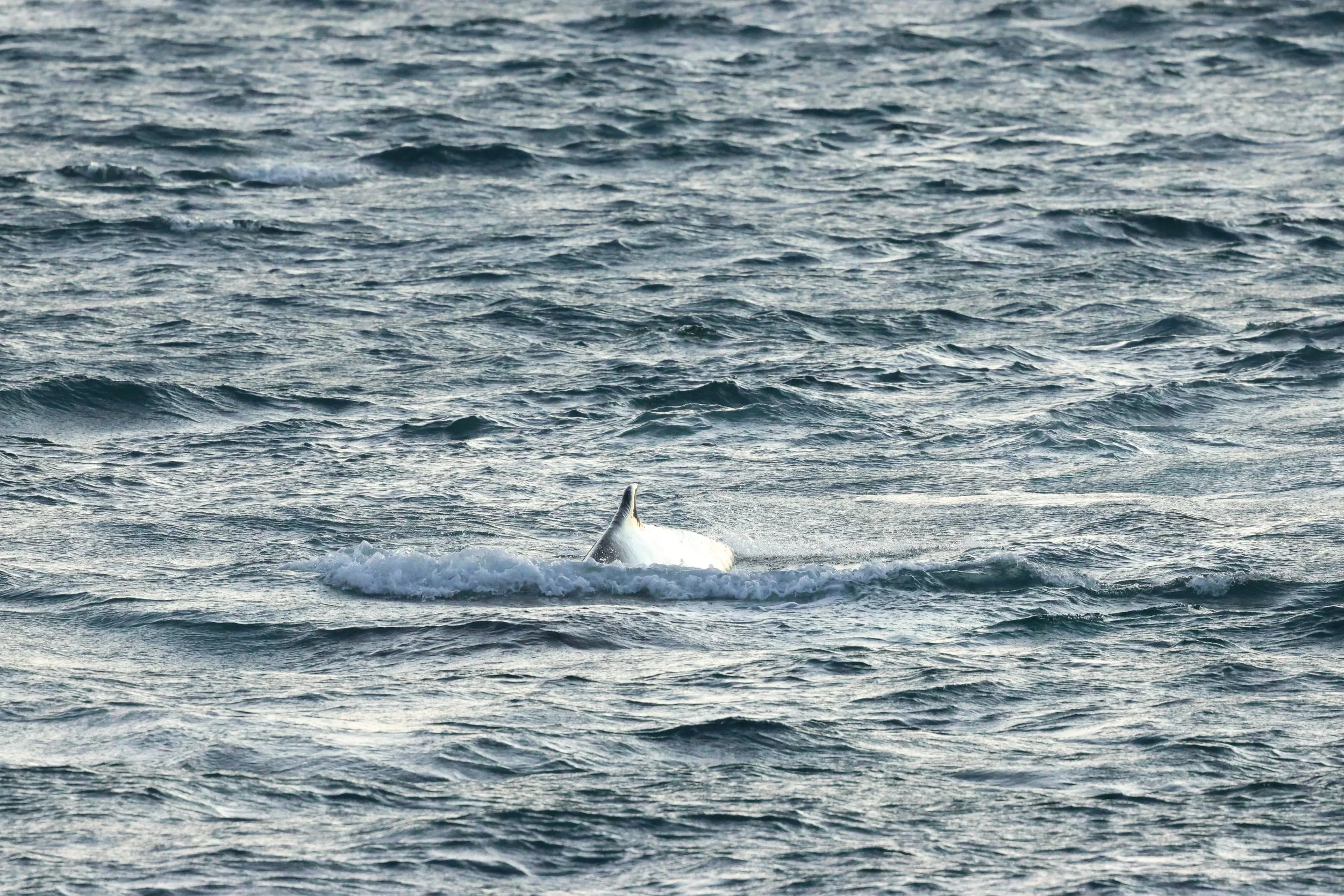 2025_12_30_1100_KON_GISELA (34).JPG