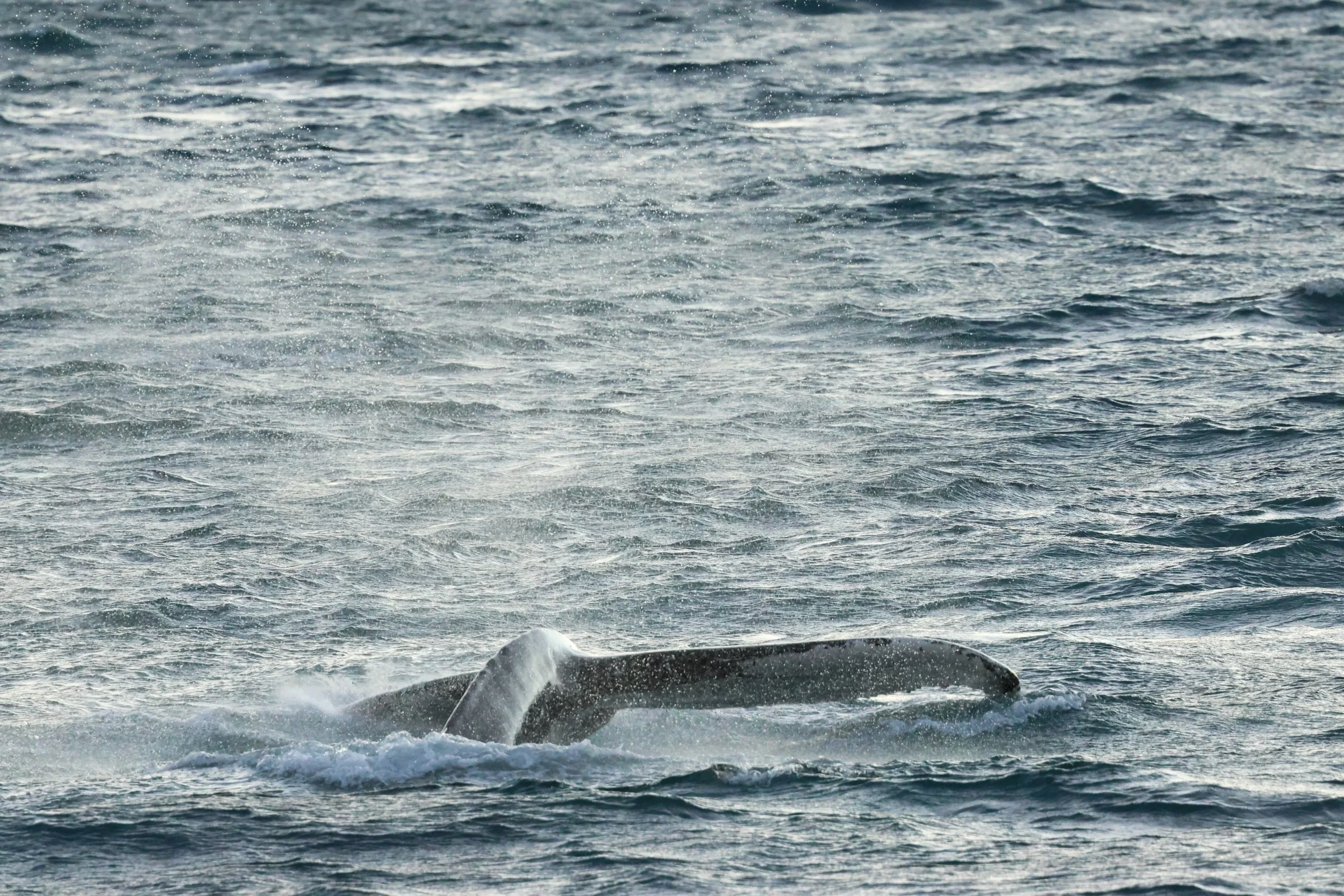 2025_12_30_1100_KON_GISELA (35).JPG