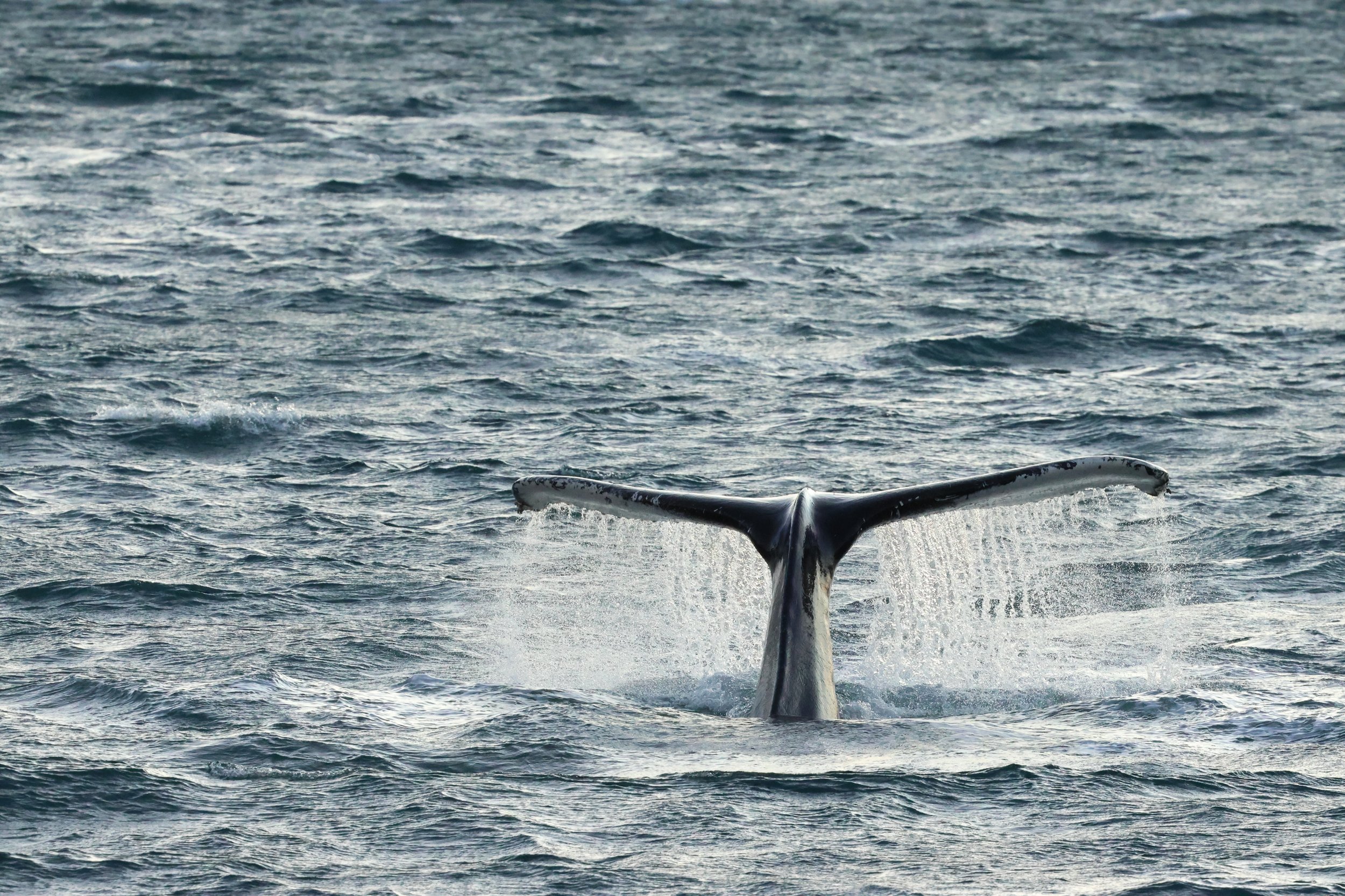 2025_12_30_1100_KON_GISELA (36).JPG