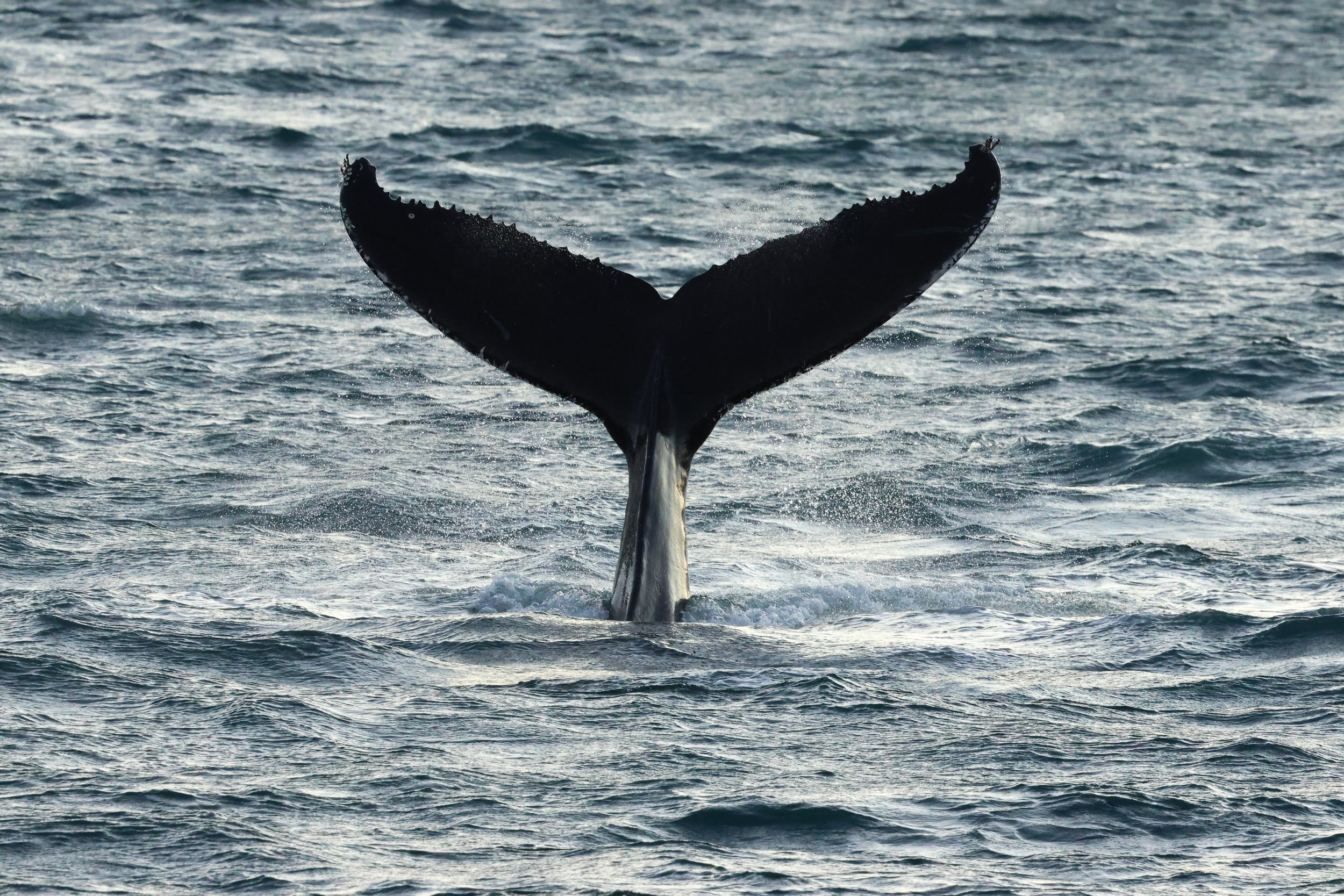 2025_12_30_1100_KON_GISELA (37).JPG