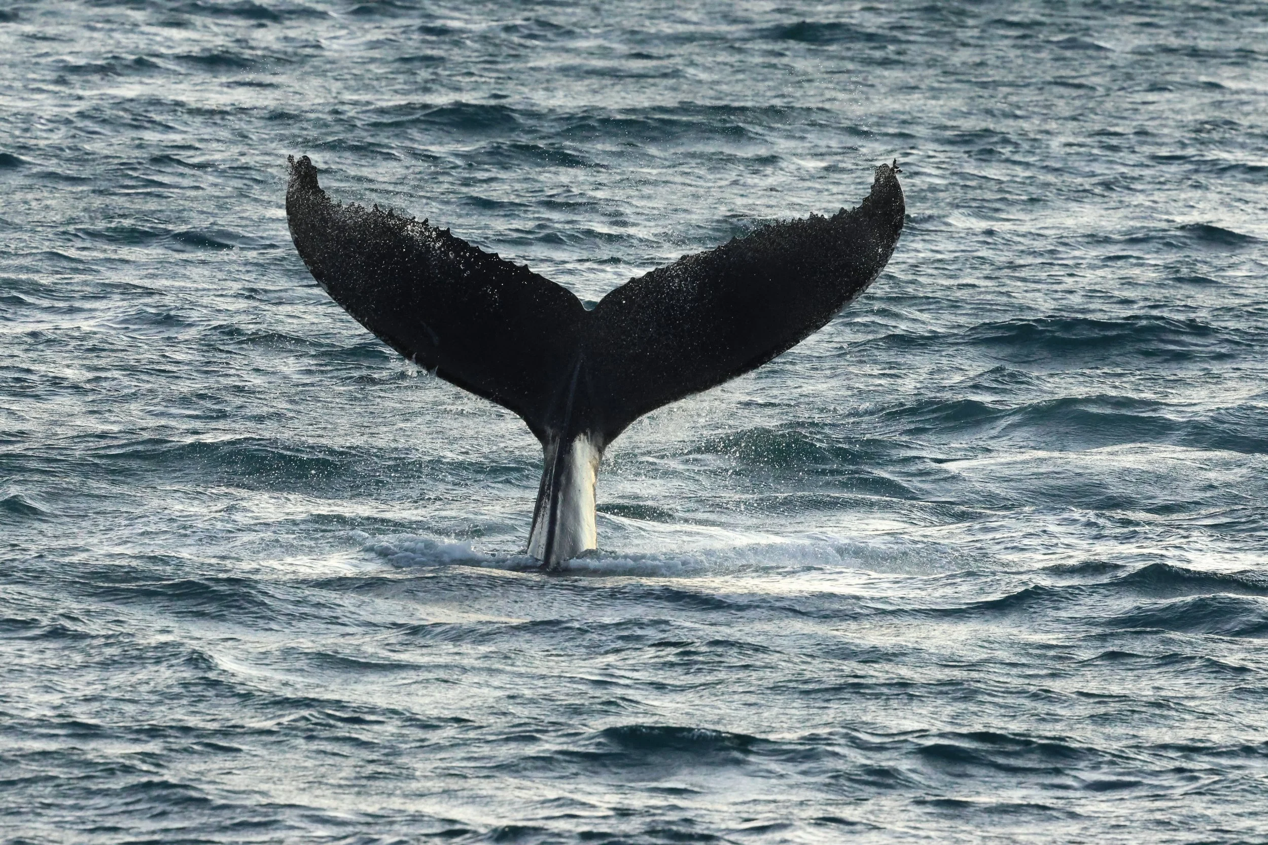 2025_12_30_1100_KON_GISELA (38).JPG