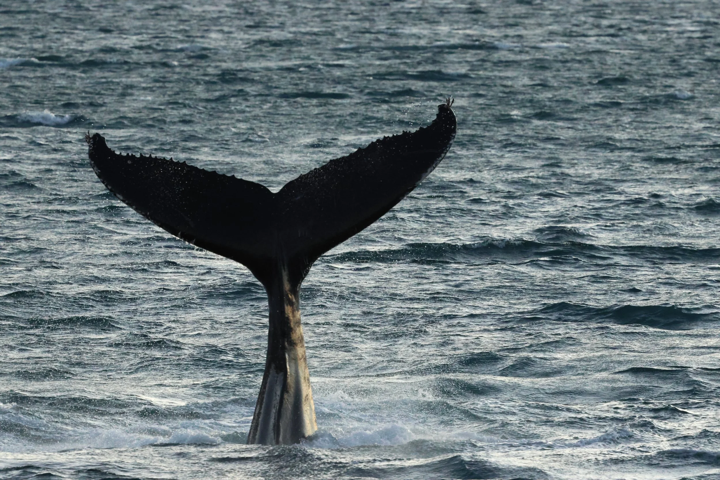 2025_12_30_1100_KON_GISELA (40).JPG