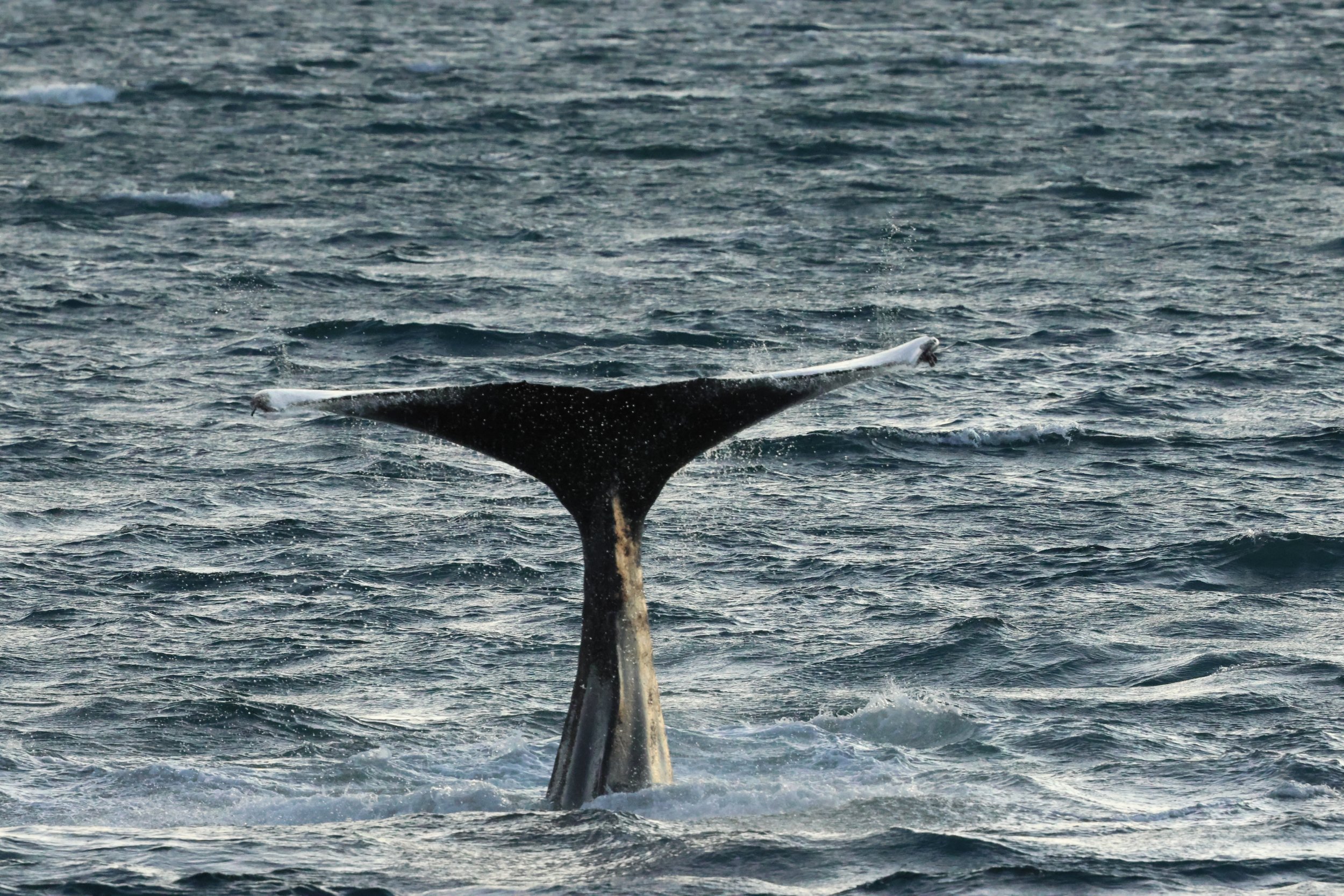 2025_12_30_1100_KON_GISELA (41).JPG