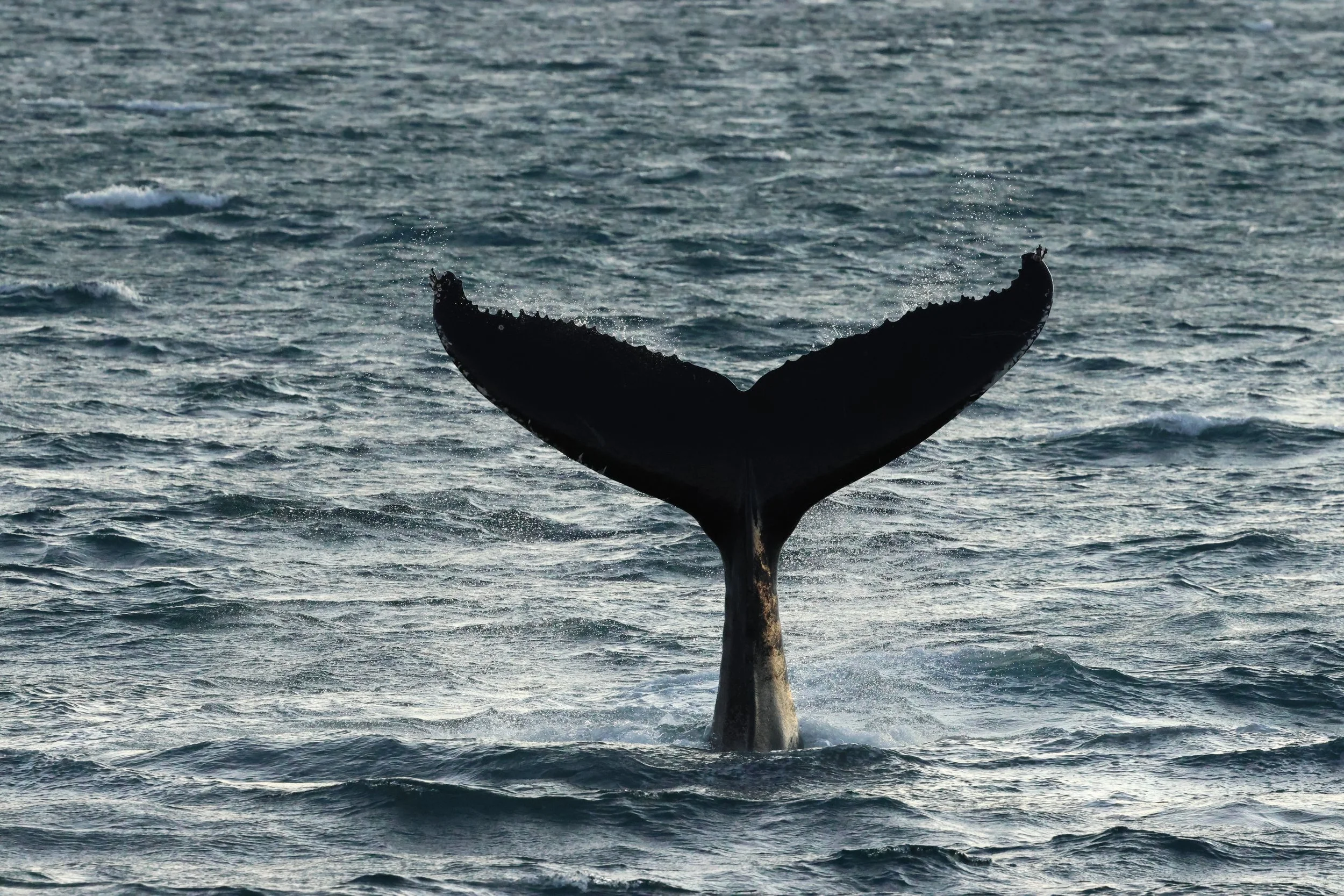 2025_12_30_1100_KON_GISELA (43).JPG