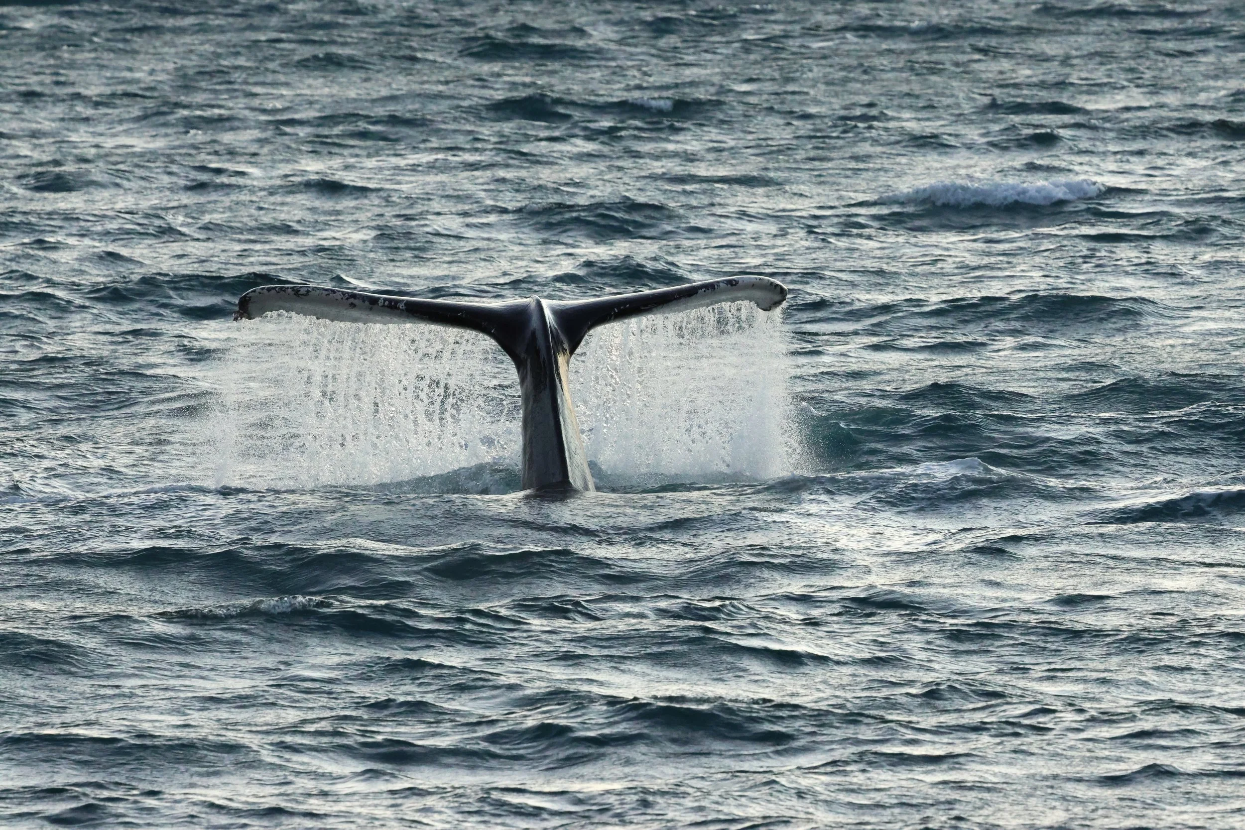 2025_12_30_1100_KON_GISELA (42).JPG