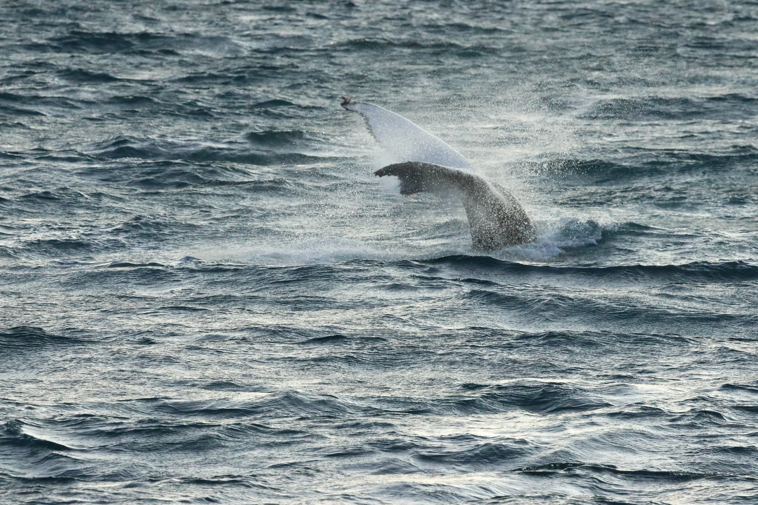 2025_12_30_1100_KON_GISELA (44).JPG