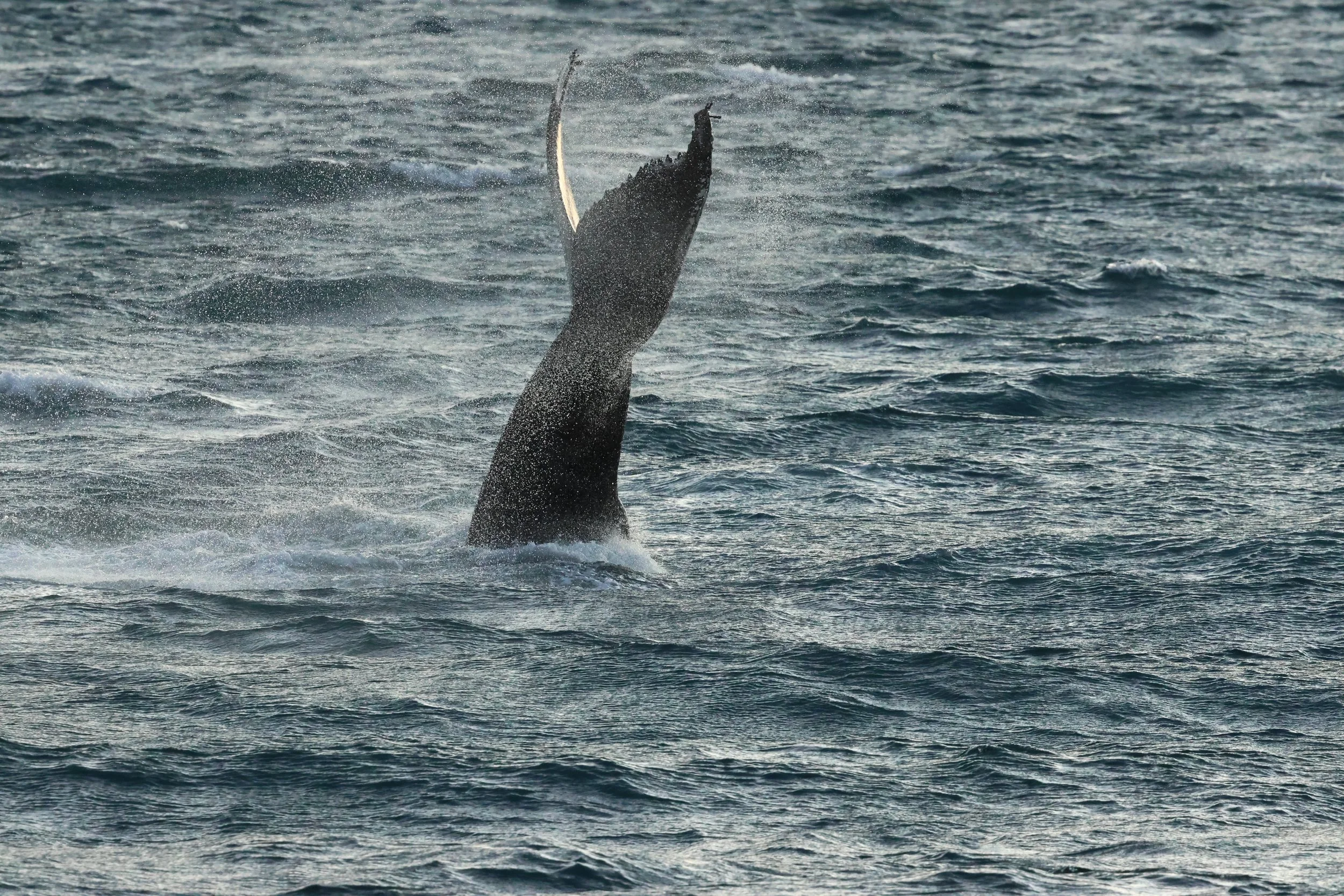 2025_12_30_1100_KON_GISELA (45).JPG