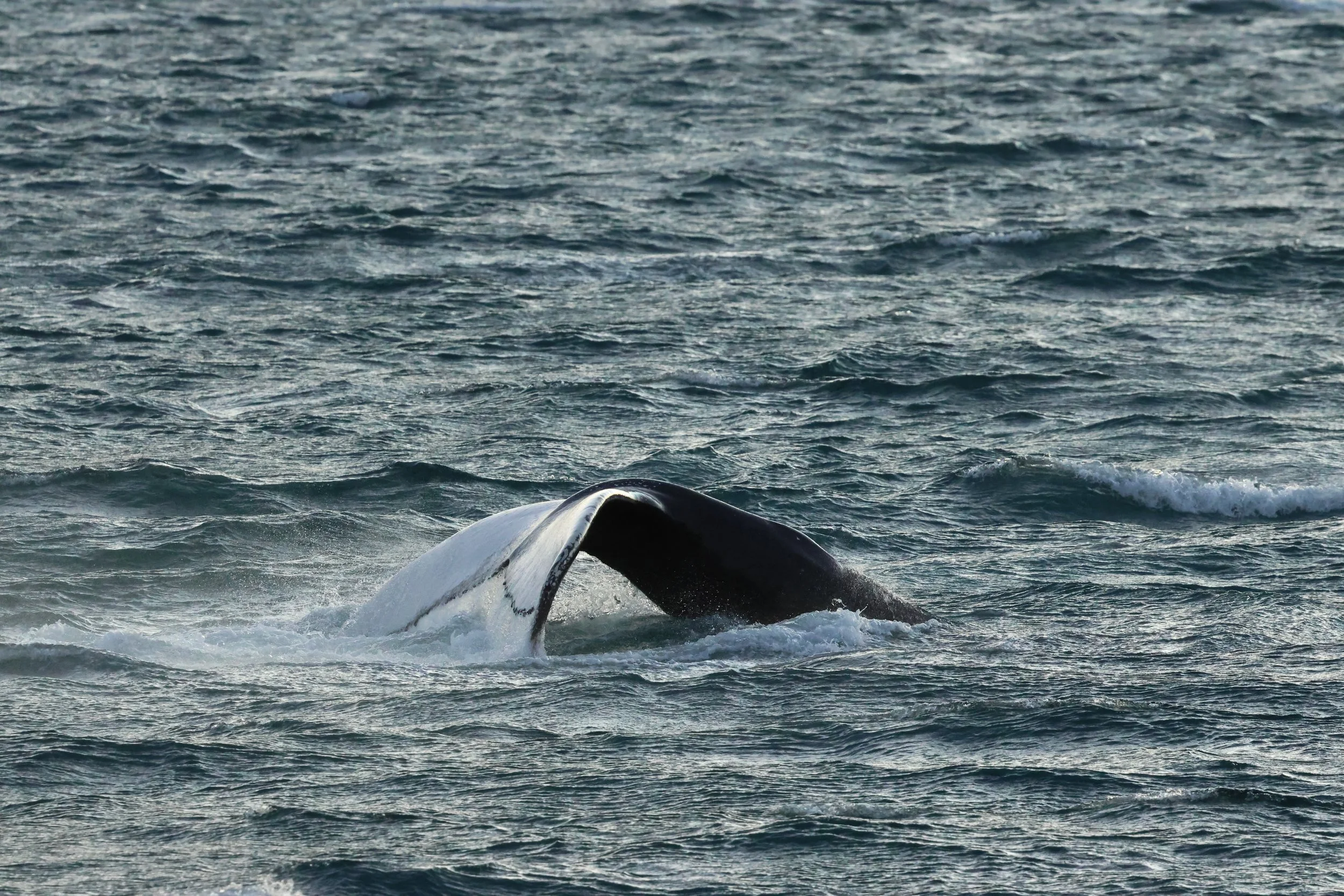 2025_12_30_1100_KON_GISELA (46).JPG