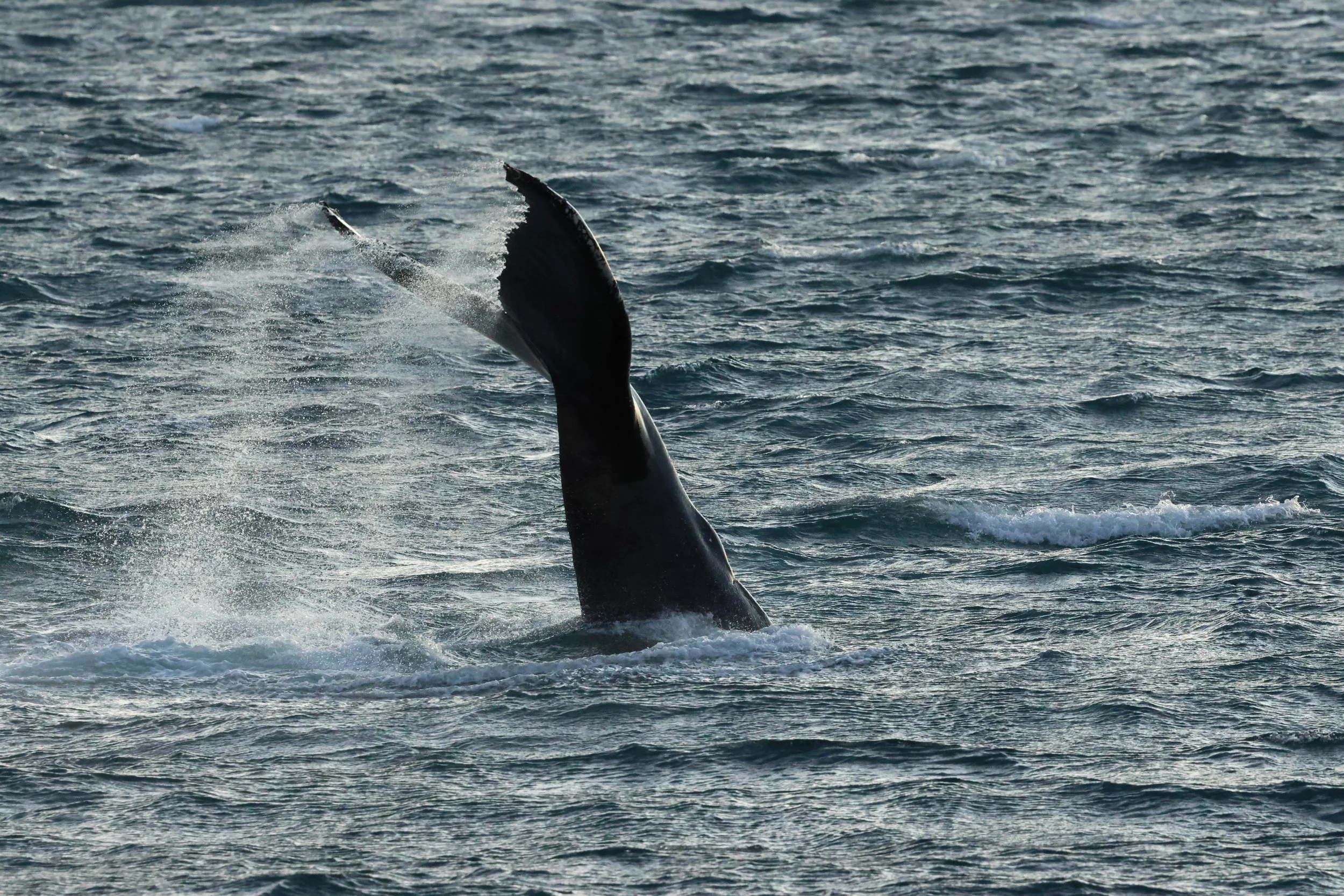 2025_12_30_1100_KON_GISELA (47).JPG