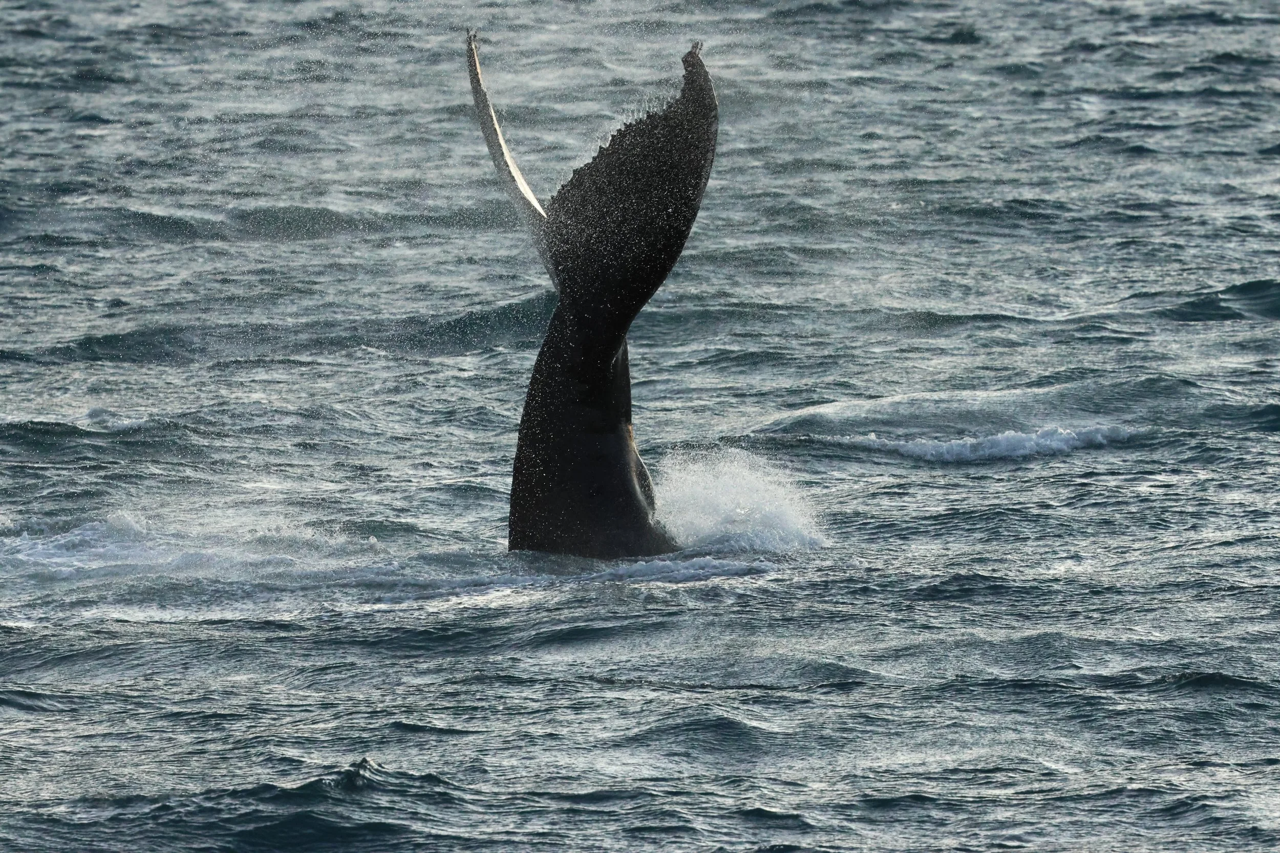 2025_12_30_1100_KON_GISELA (48).JPG