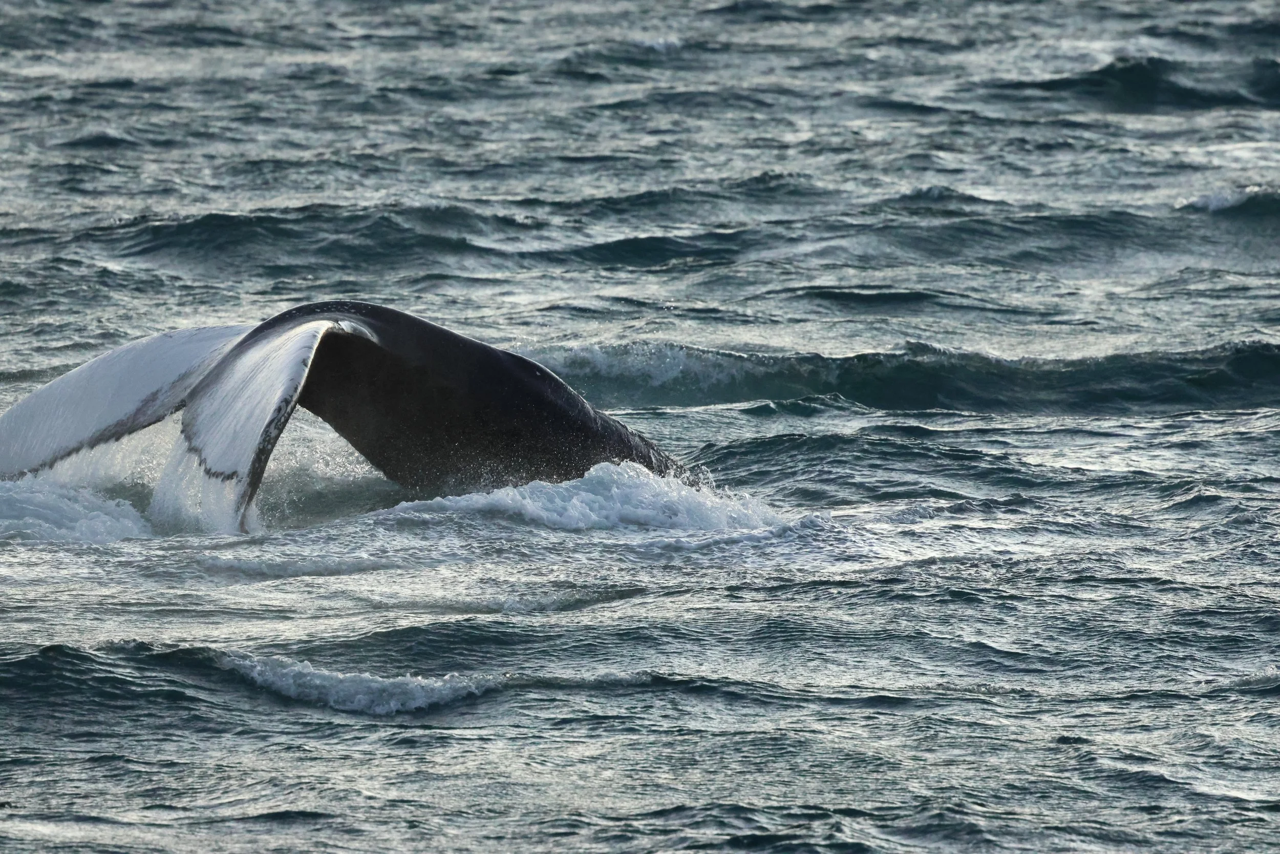 2025_12_30_1100_KON_GISELA (49).JPG