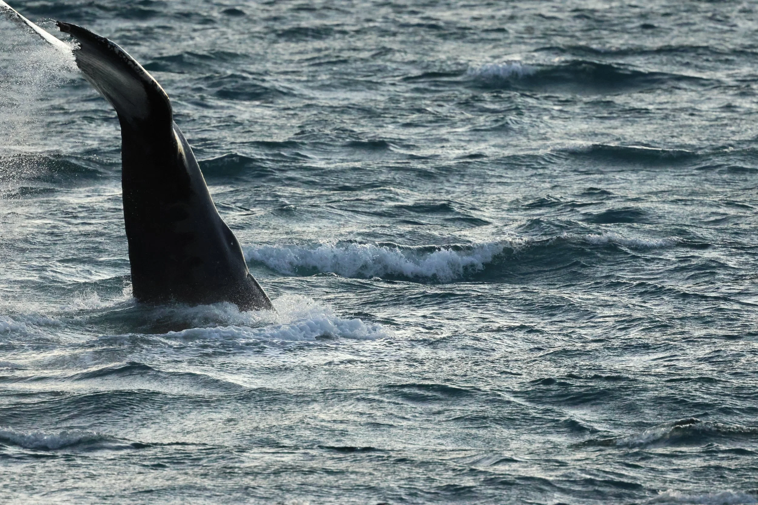 2025_12_30_1100_KON_GISELA (50).JPG