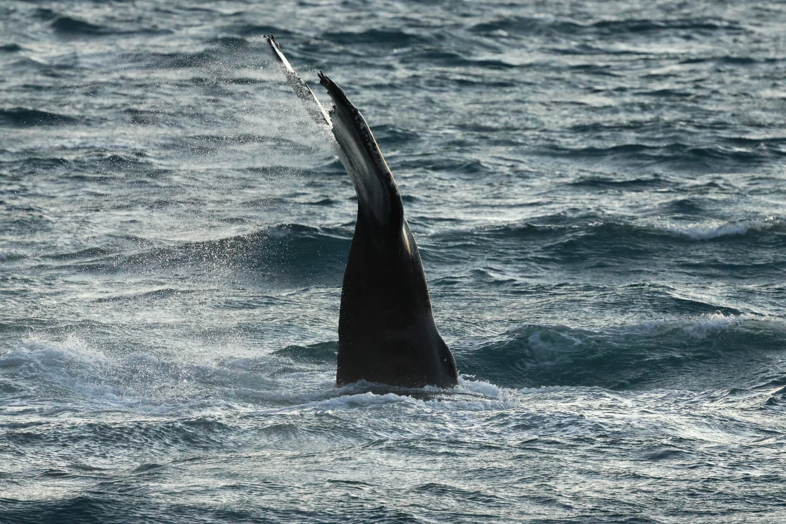 2025_12_30_1100_KON_GISELA (51).JPG