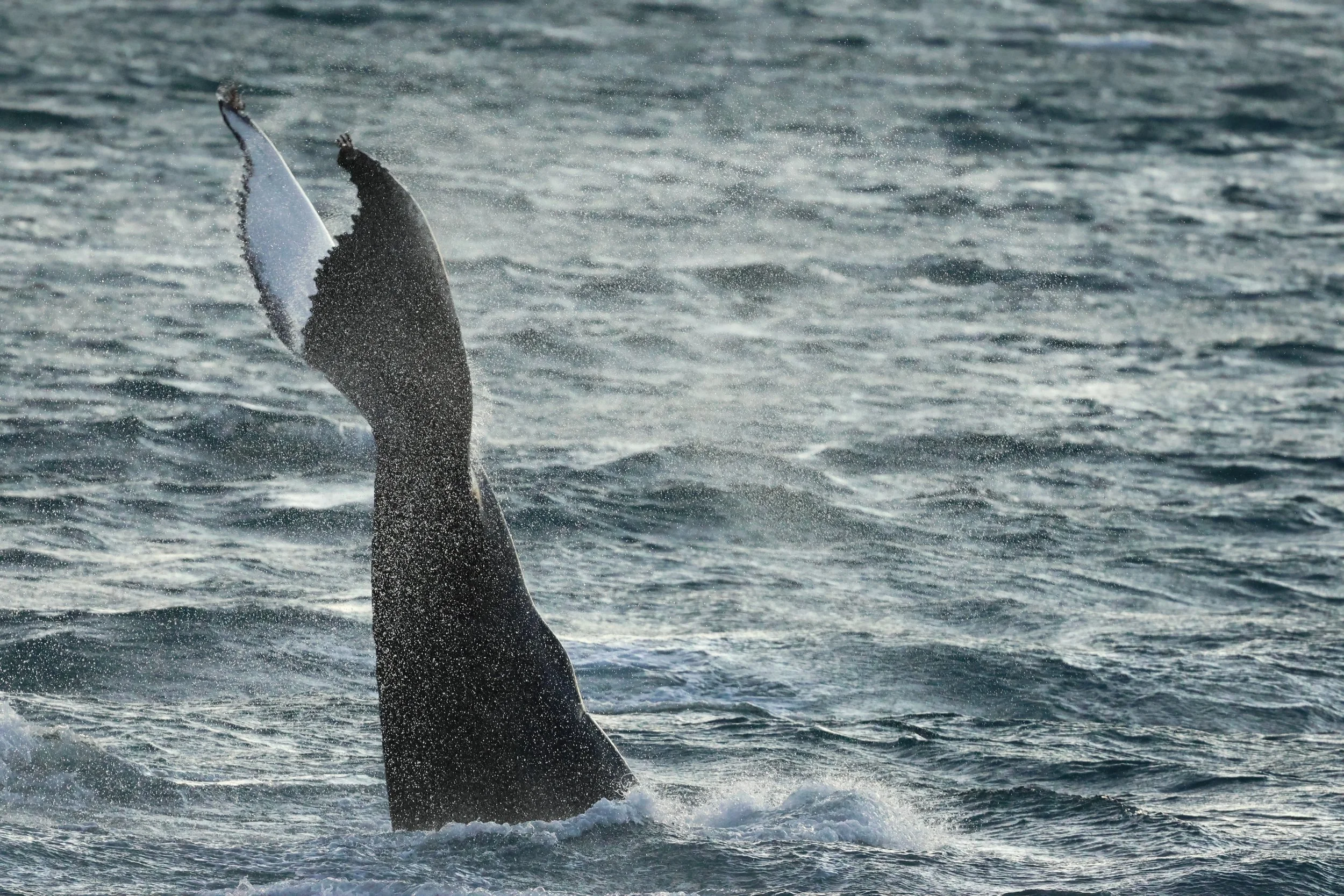 2025_12_30_1100_KON_GISELA (52).JPG