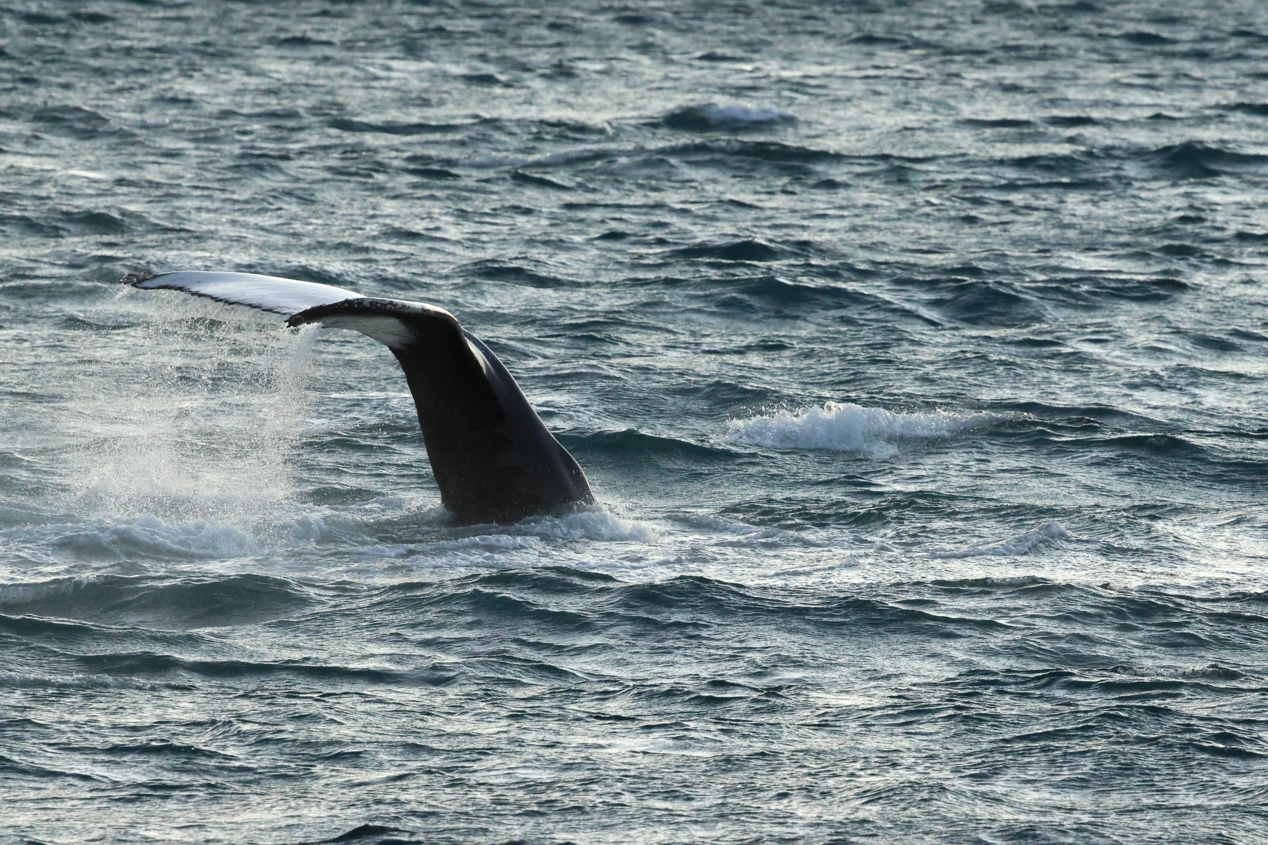 2025_12_30_1100_KON_GISELA (53).JPG