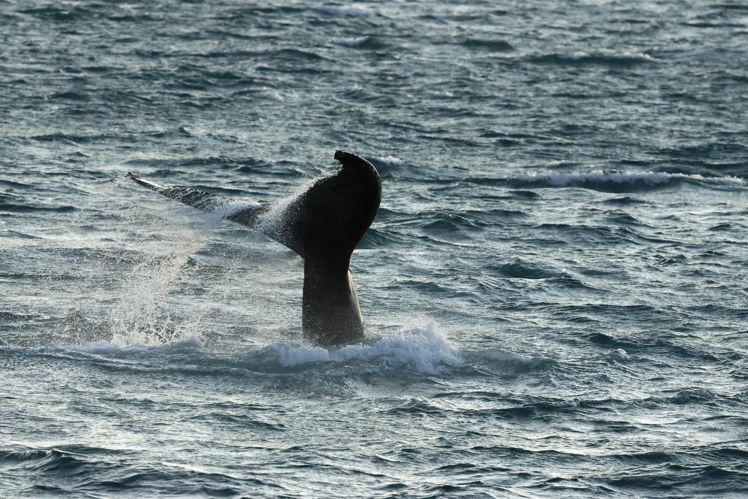 2025_12_30_1100_KON_GISELA (55).JPG